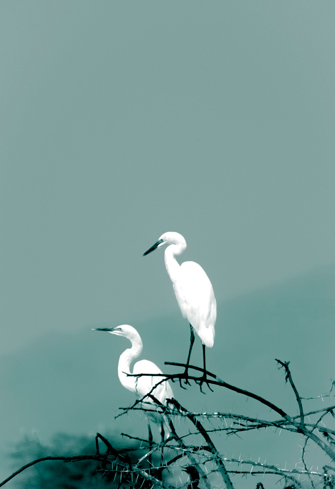 Egrets at an African Waterhole 2 limited edition prints, Catherine de Boer