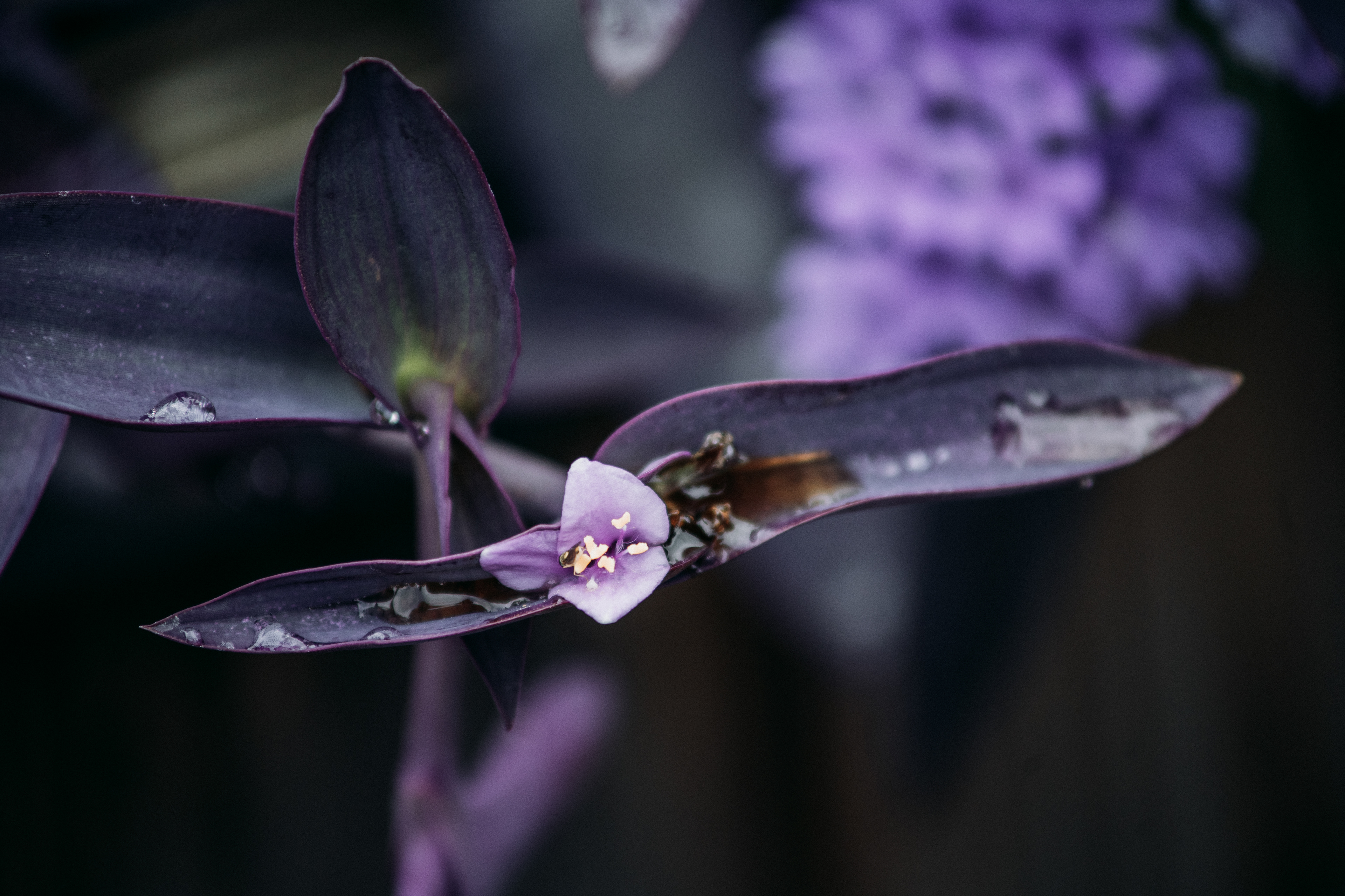 Flower, Asheville, NC