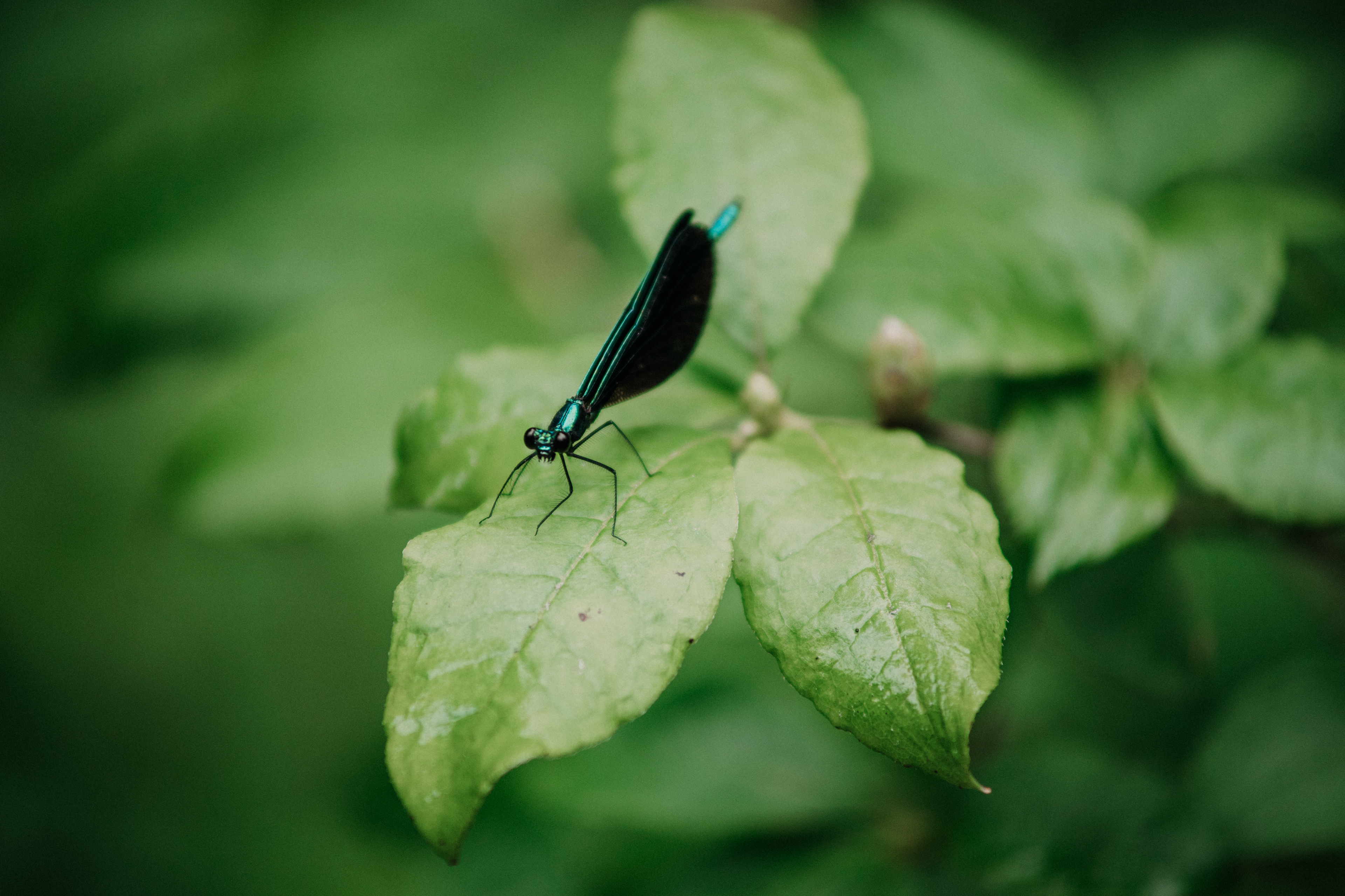 Dragonfly, Asheville, NC