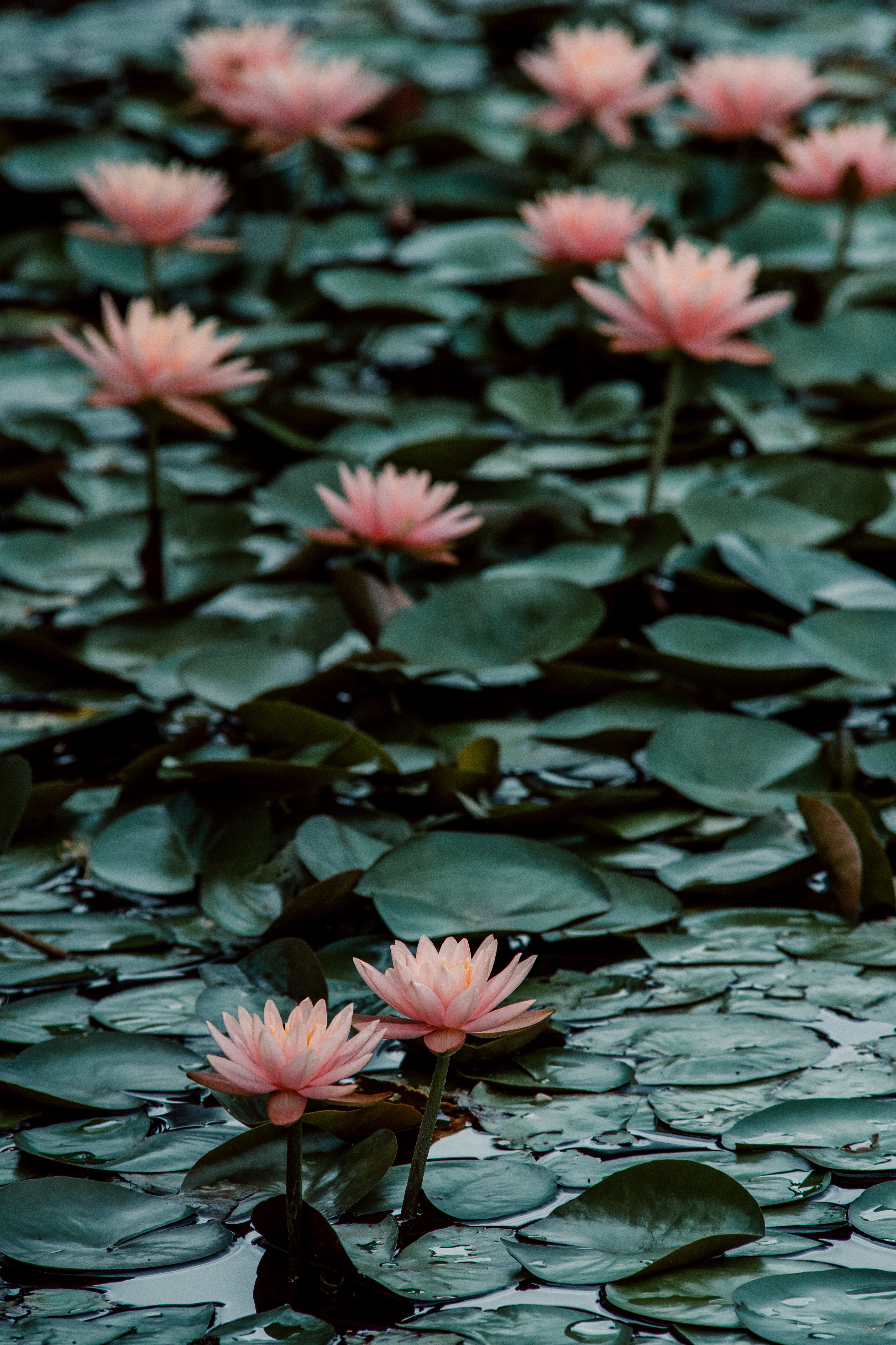Biltmore Estate, Asheville, NC