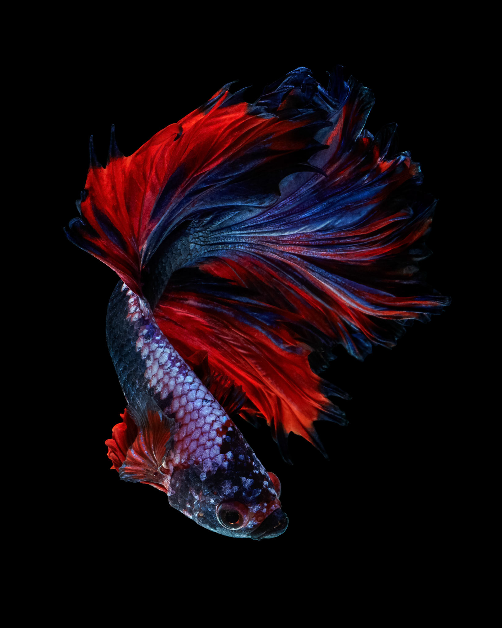 Power color betta fish "Rosetail betta fancy" isolated on black background Fine art concept.
