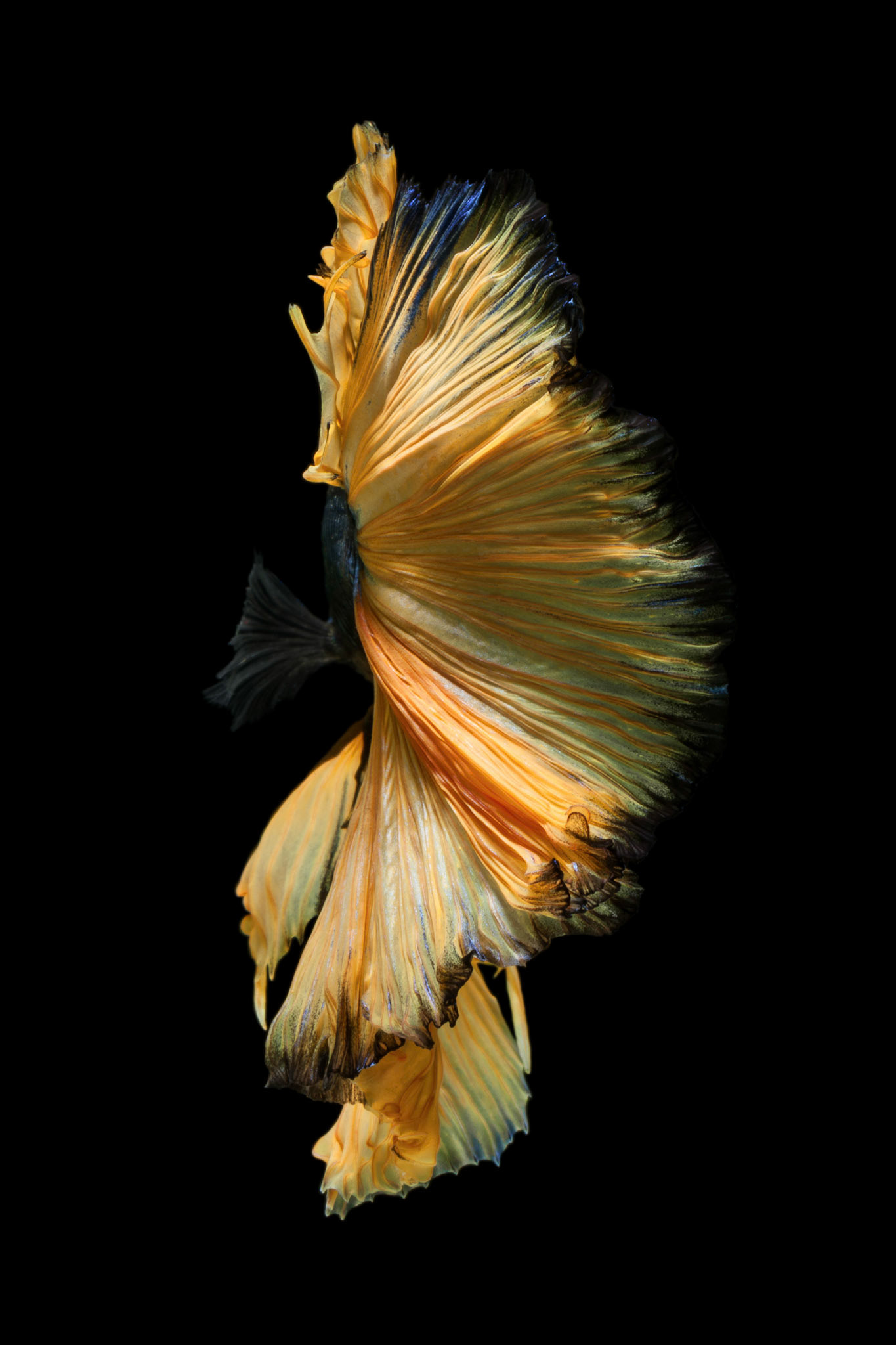 Fine art concept close up beautiful movement of "Half moon" Betta fish isolated on black background.