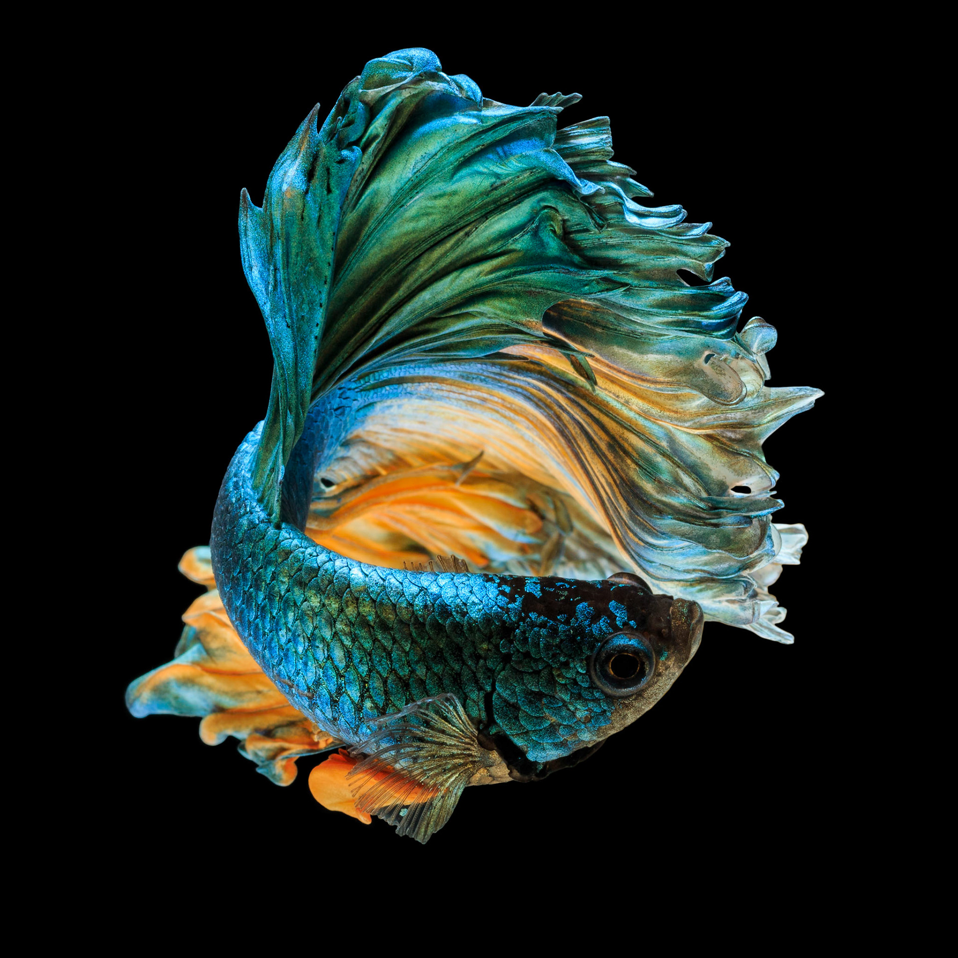 betta fish, siamese fighting fish "Half moon" isolated on black background