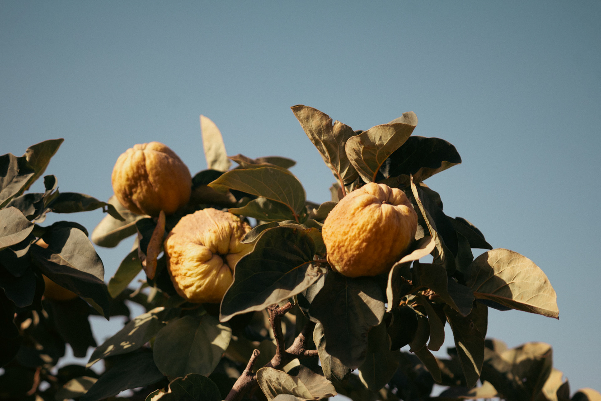 Quinces in Marakesh