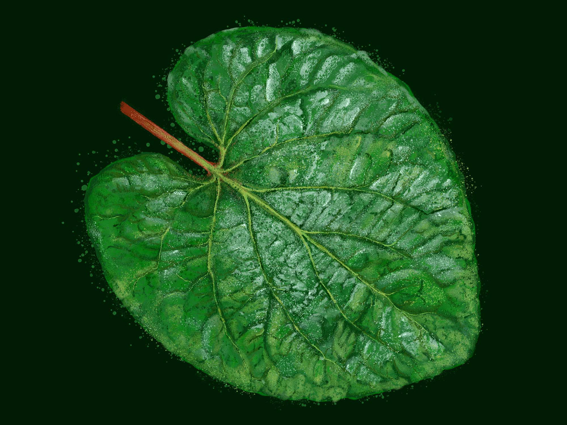 Hoja Santa