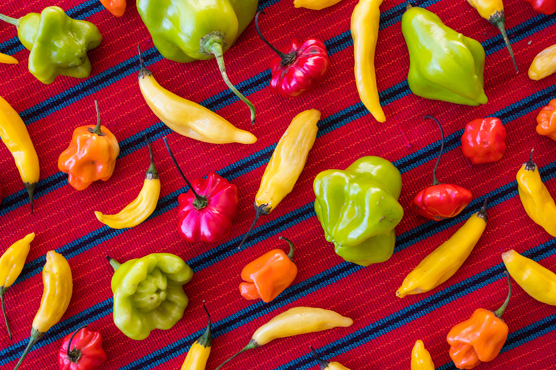 Assorted Chiles from the Garden