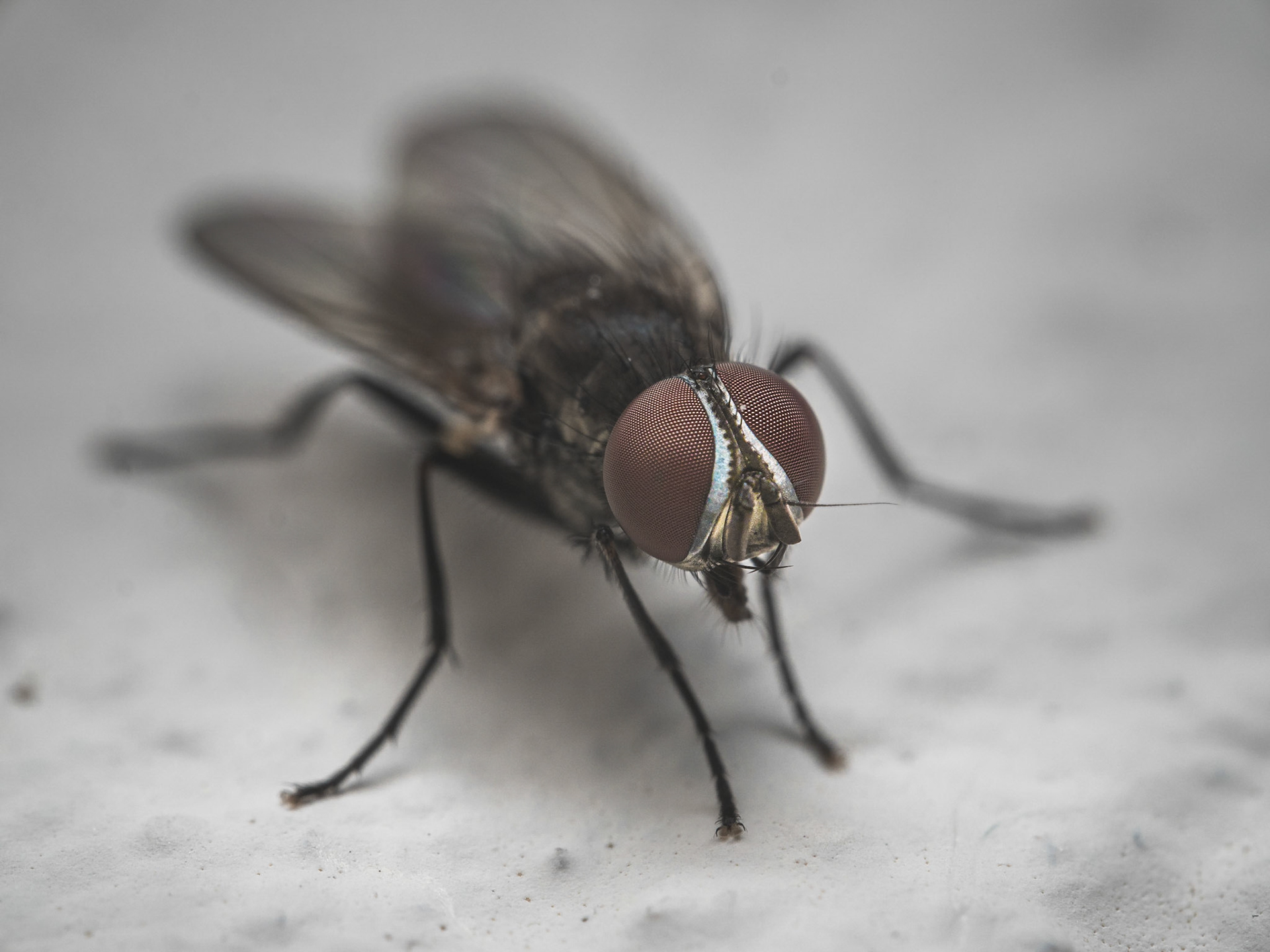 Huisvlieg