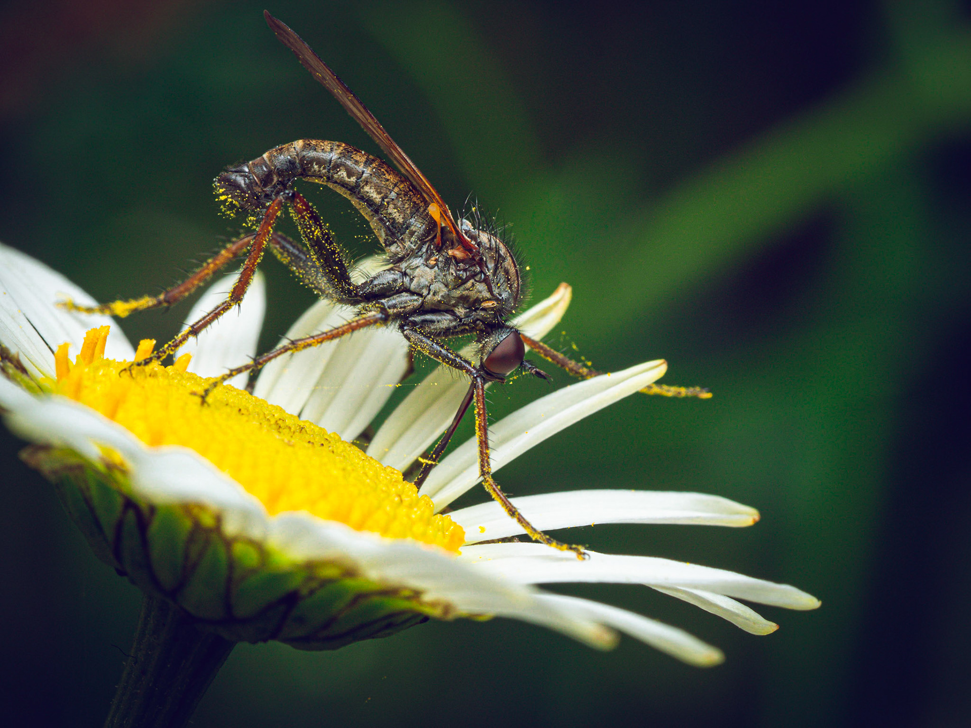 Roofvlieg op Margriet