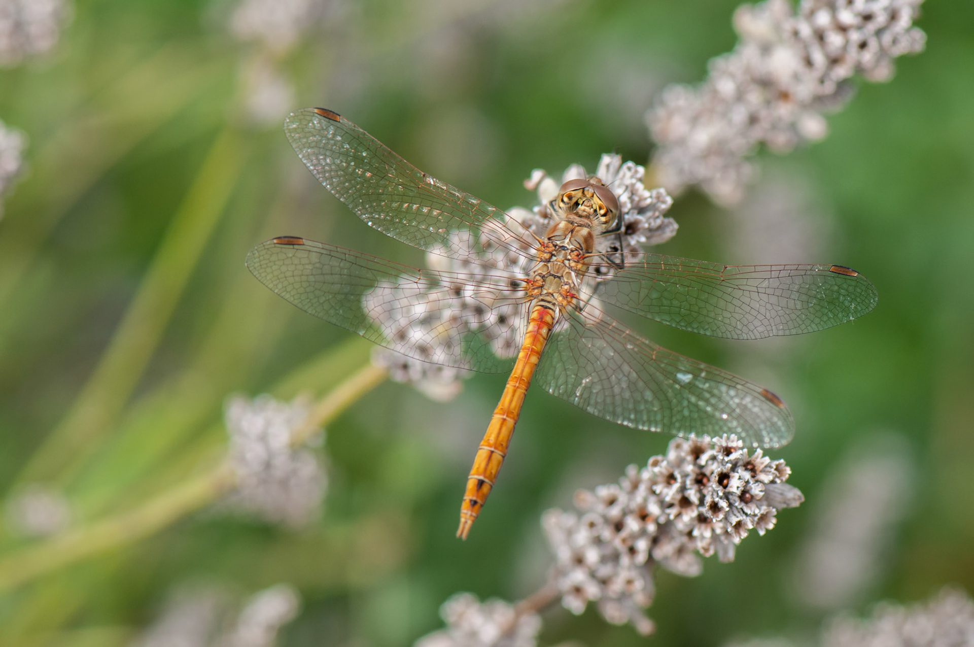 Bruinrode heidelibel
