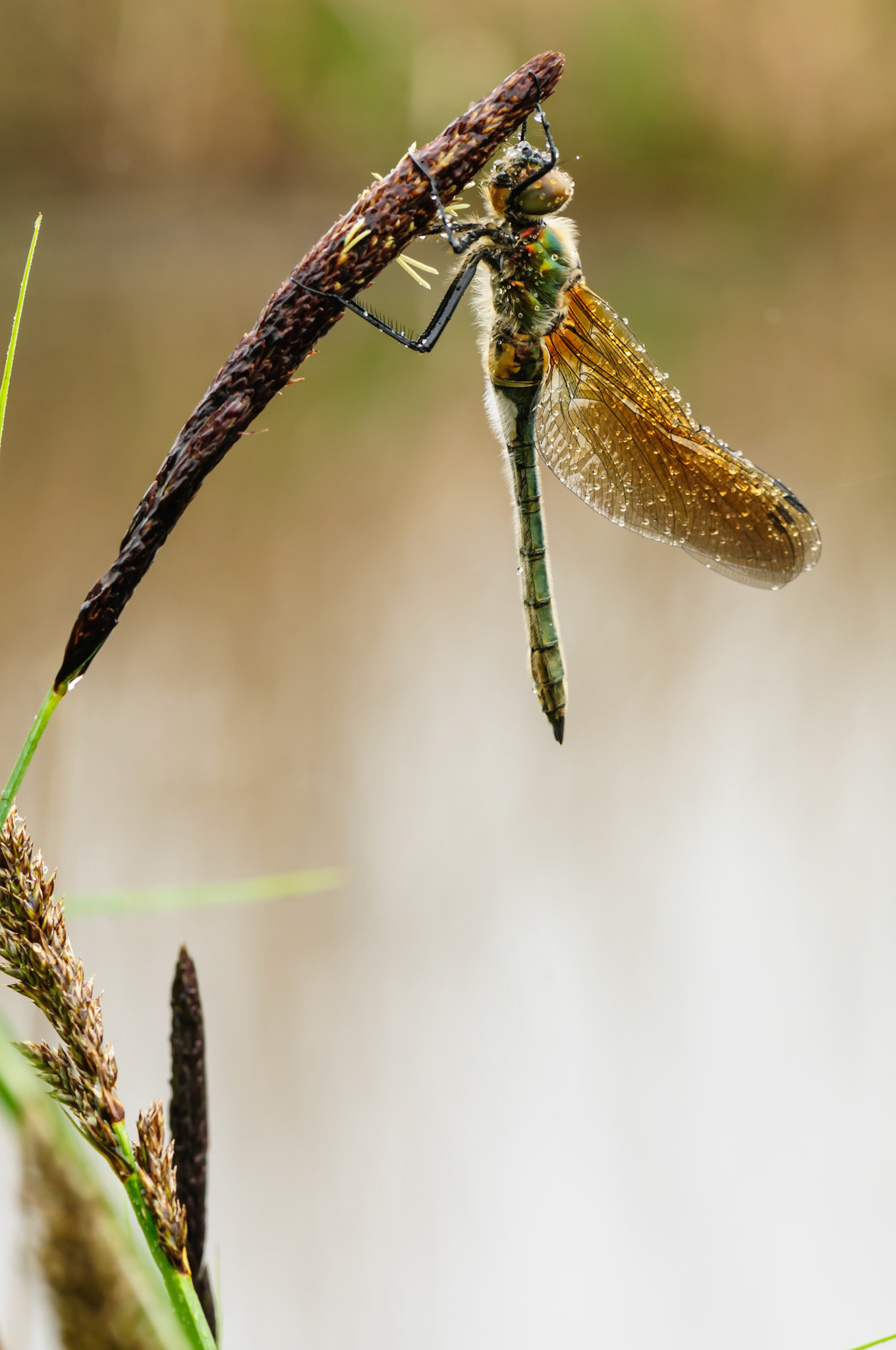 Smaragdlibel hangend met dauw
