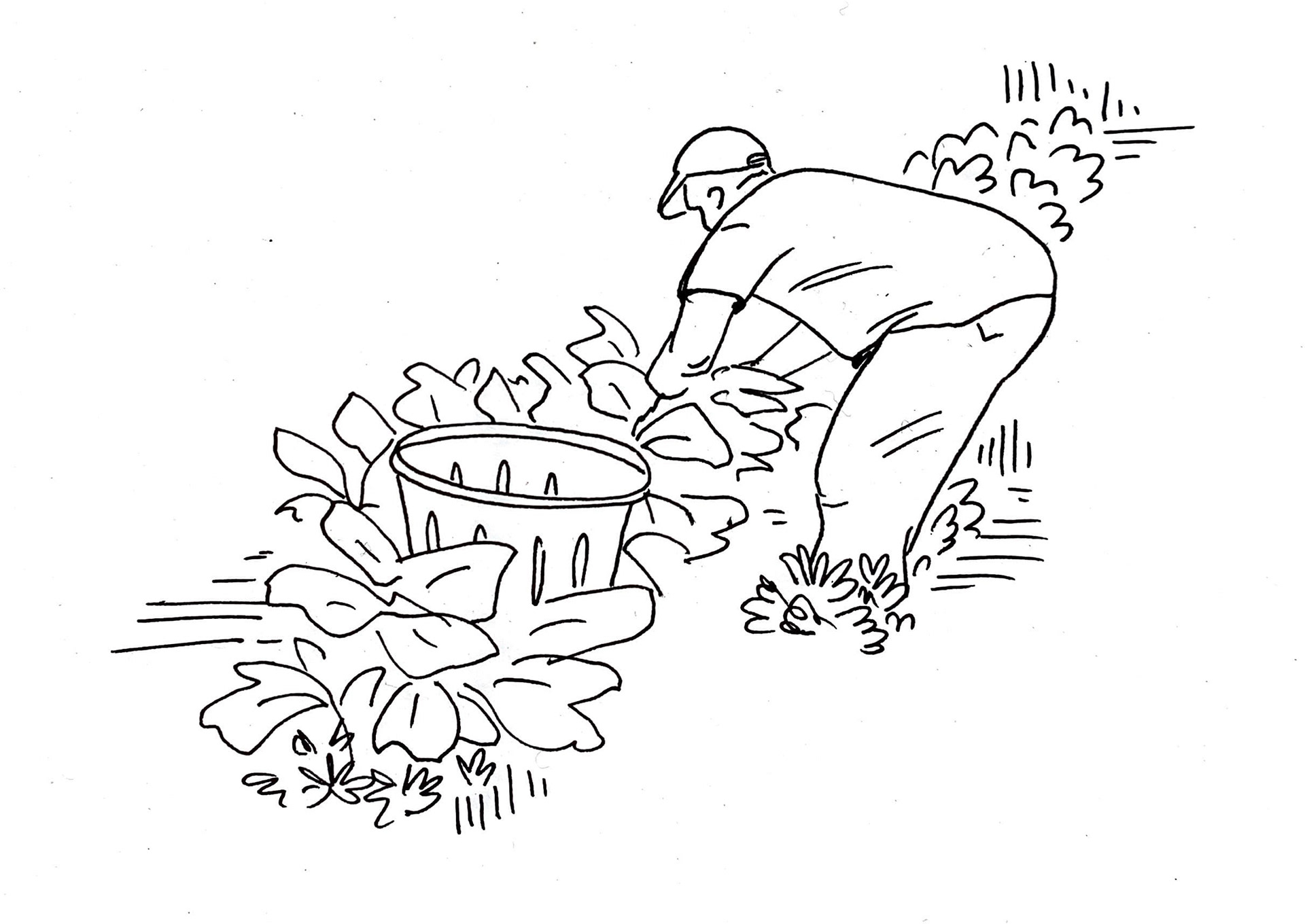 drawings of vegetable farmers