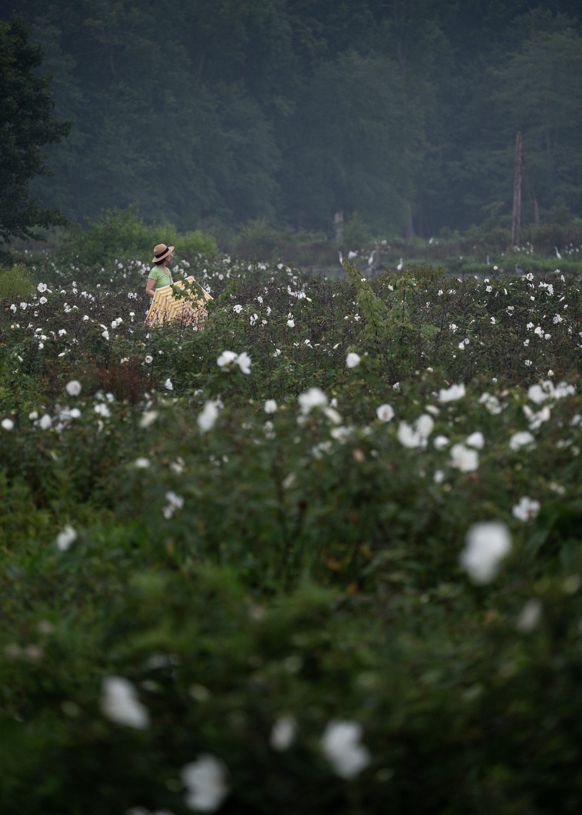 Huntley Meadows Park | Alexandria, VA