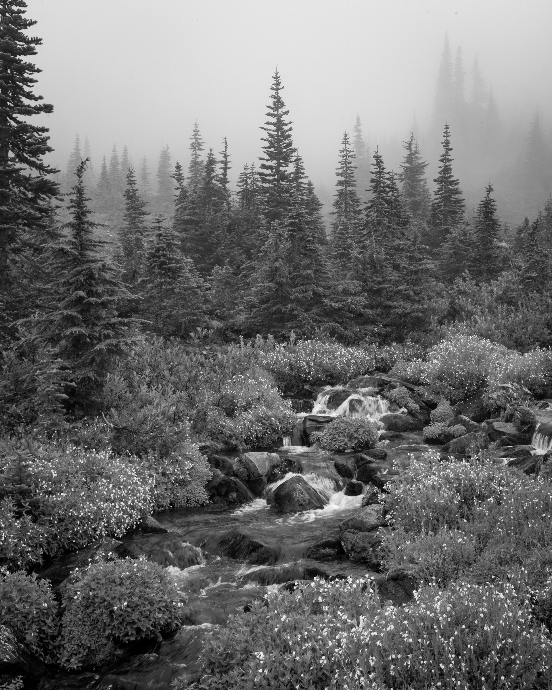 Skyline Loop Trail | Mount Rainier National Park, WA