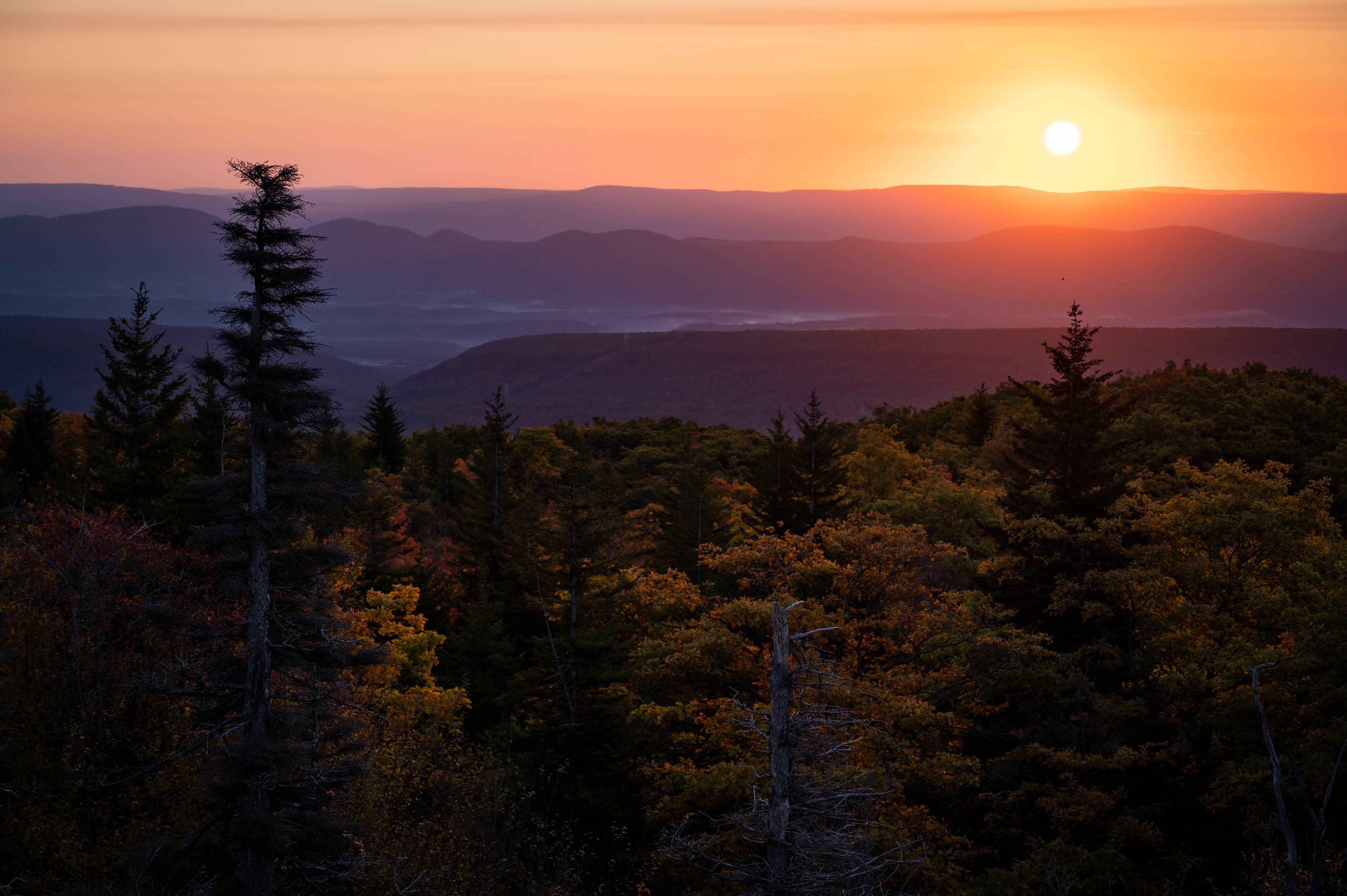 Bear Rocks Preserve | Dolly Sods Wilderness, WV