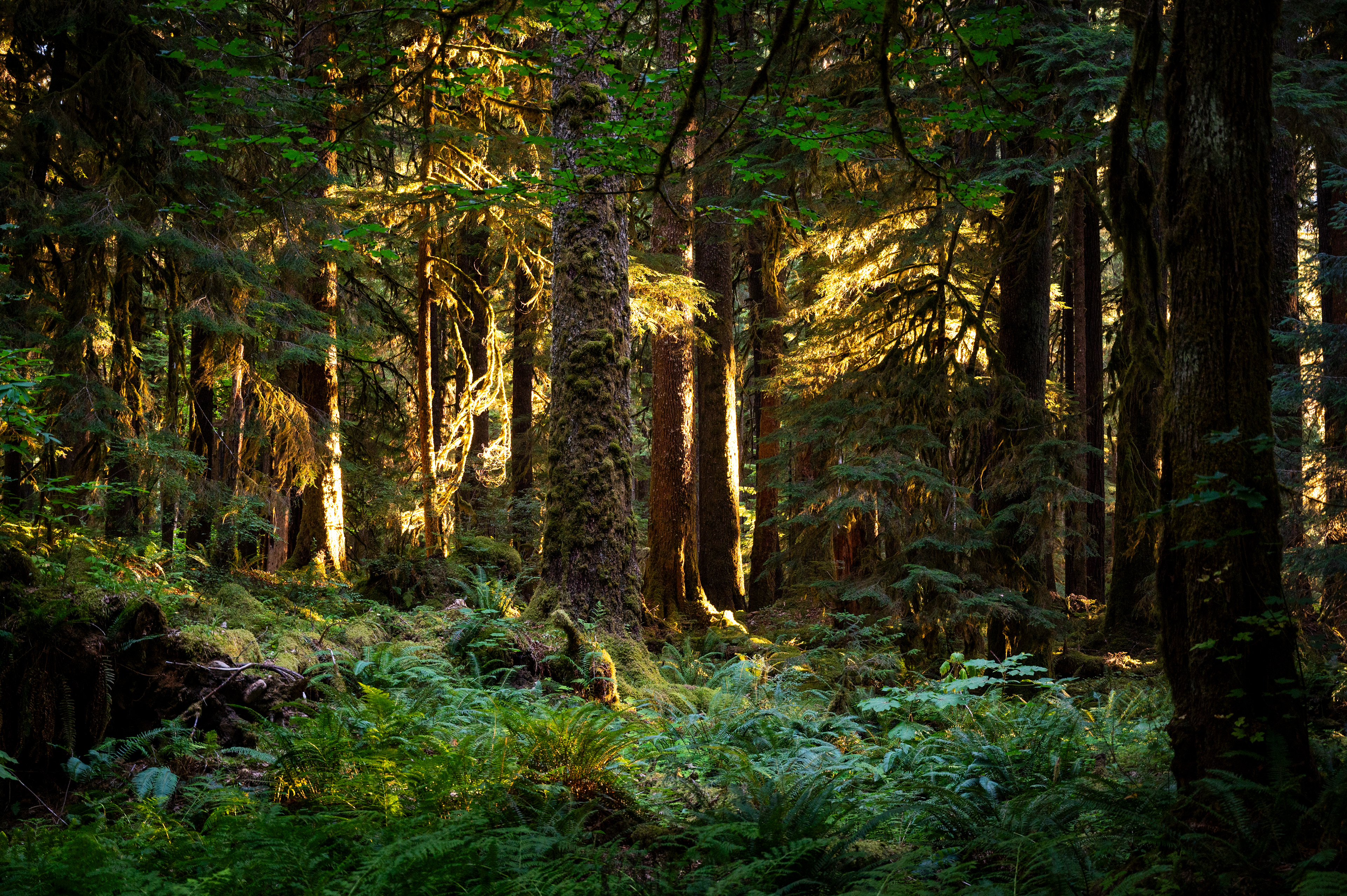 Ancient Groves Trail | Olympic National Park, WA