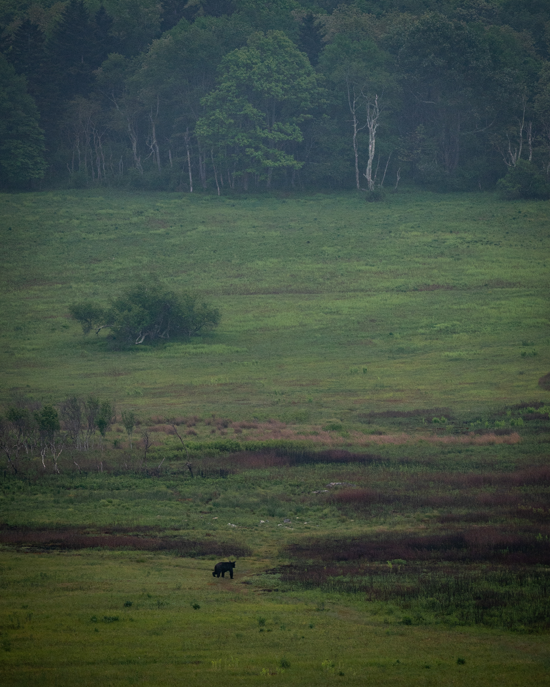 Big Meadows | Shenandoah National Park, VA