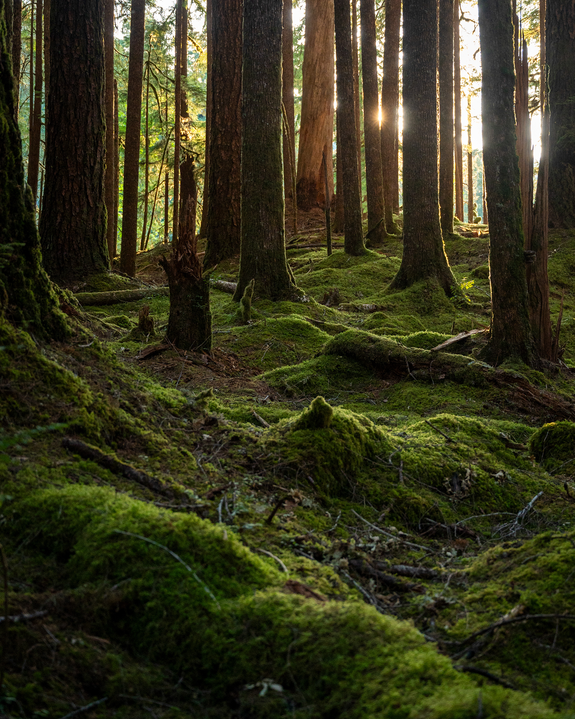 Ancient Groves Trail | Olympic National Park, WA