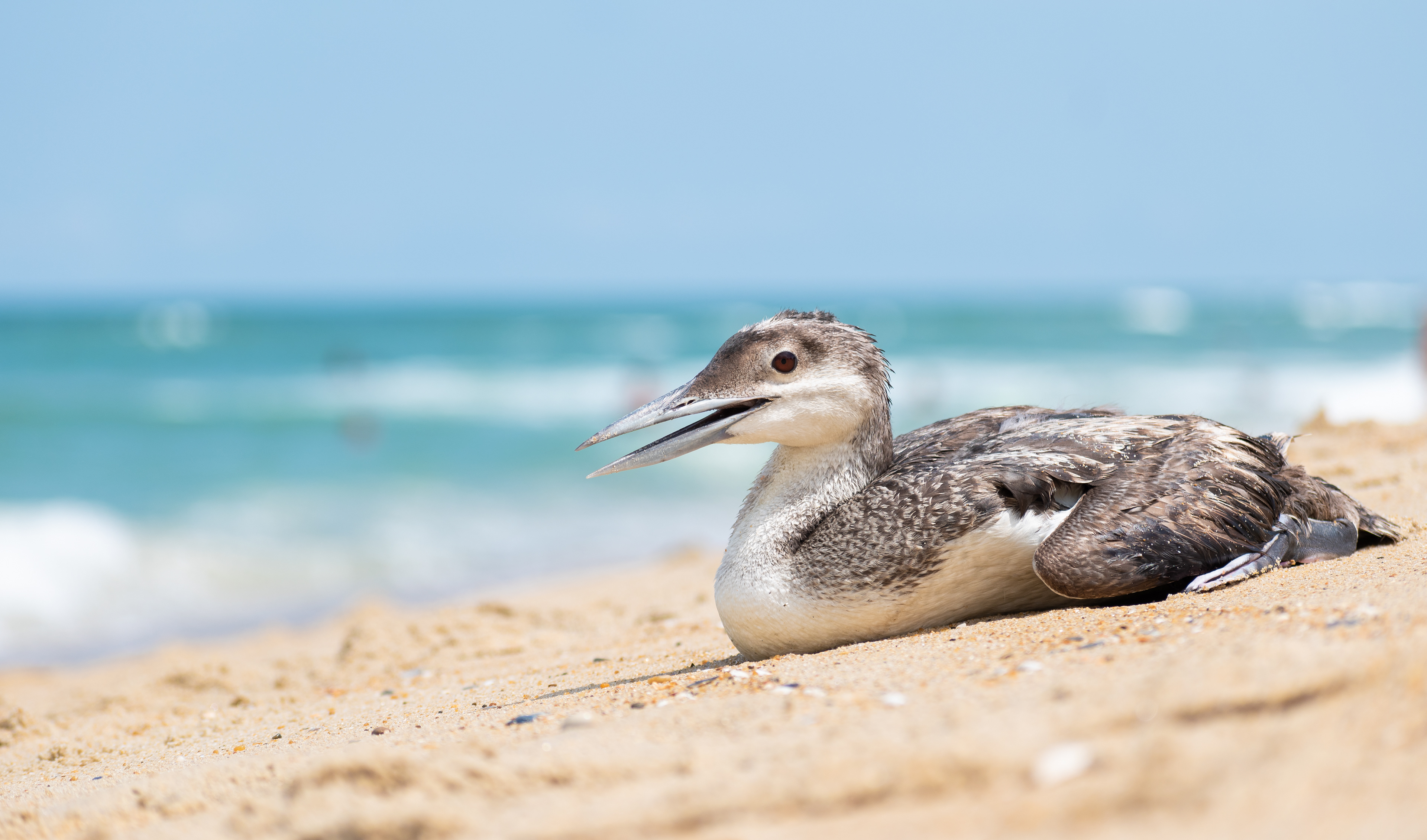 Kitty Hawk Beach | Kitty Hawk, NC