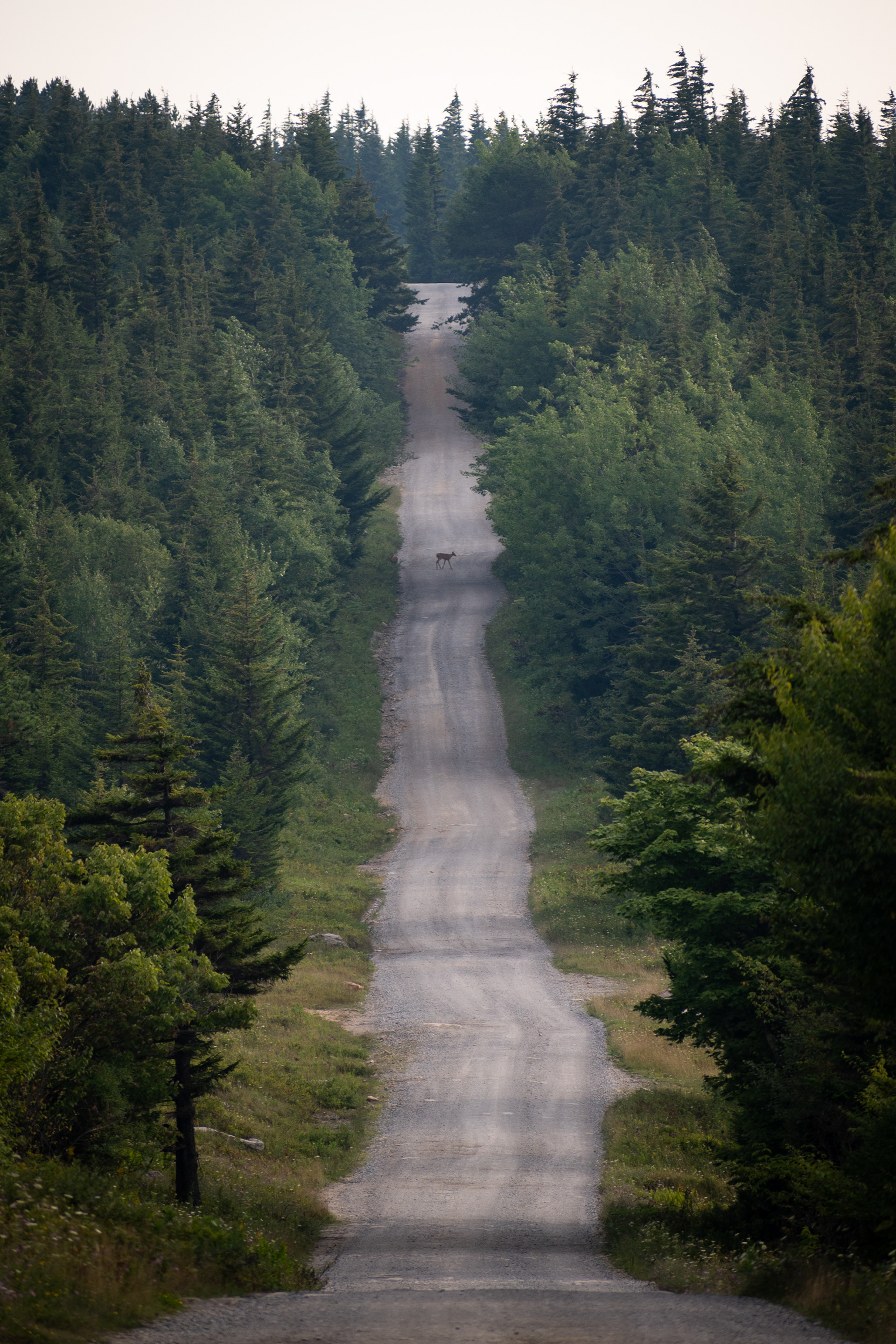 Dolly Sods Wilderness, WV