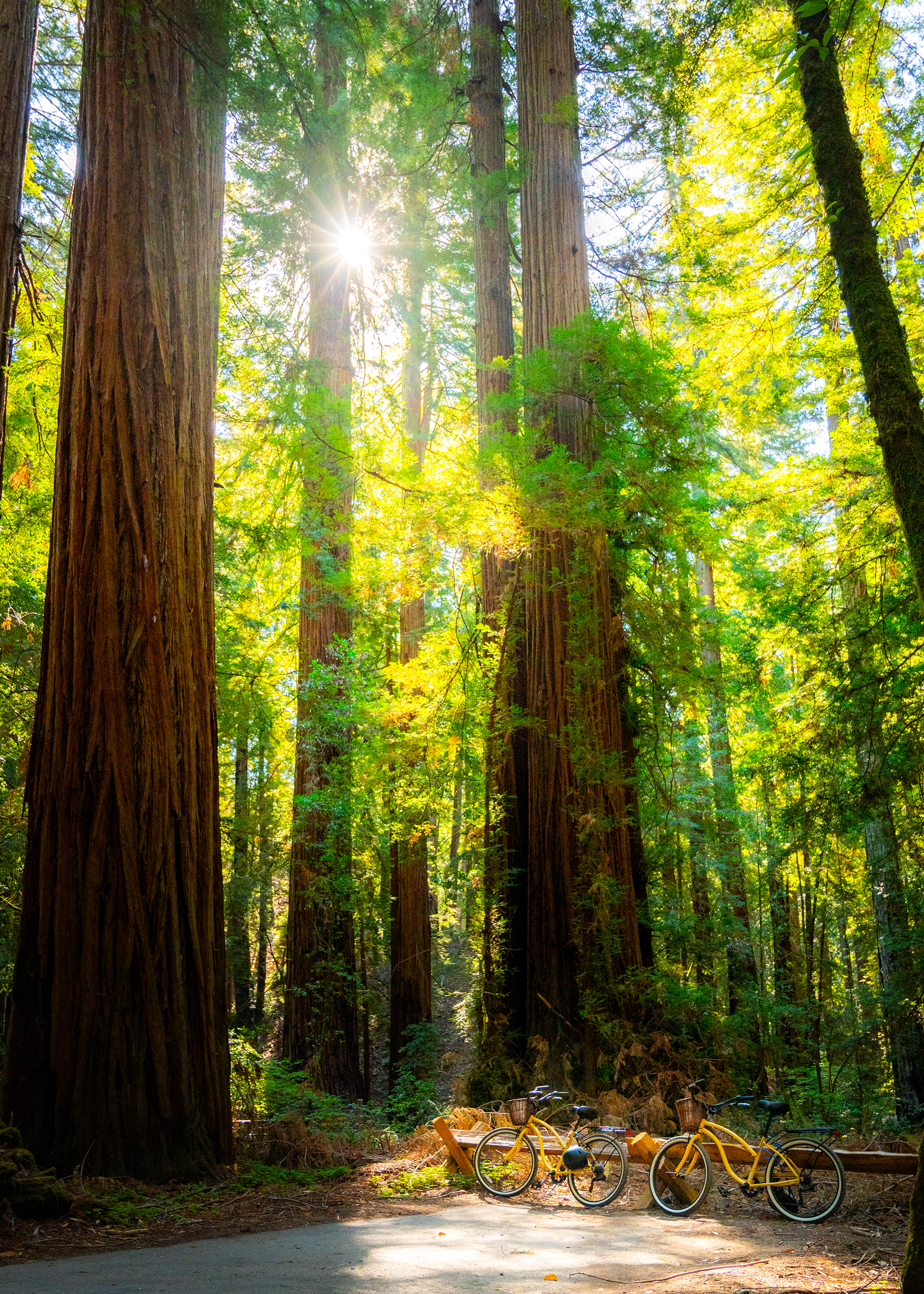 Armstrong Redwoods State Natural Reserve | Guerneville, CA
