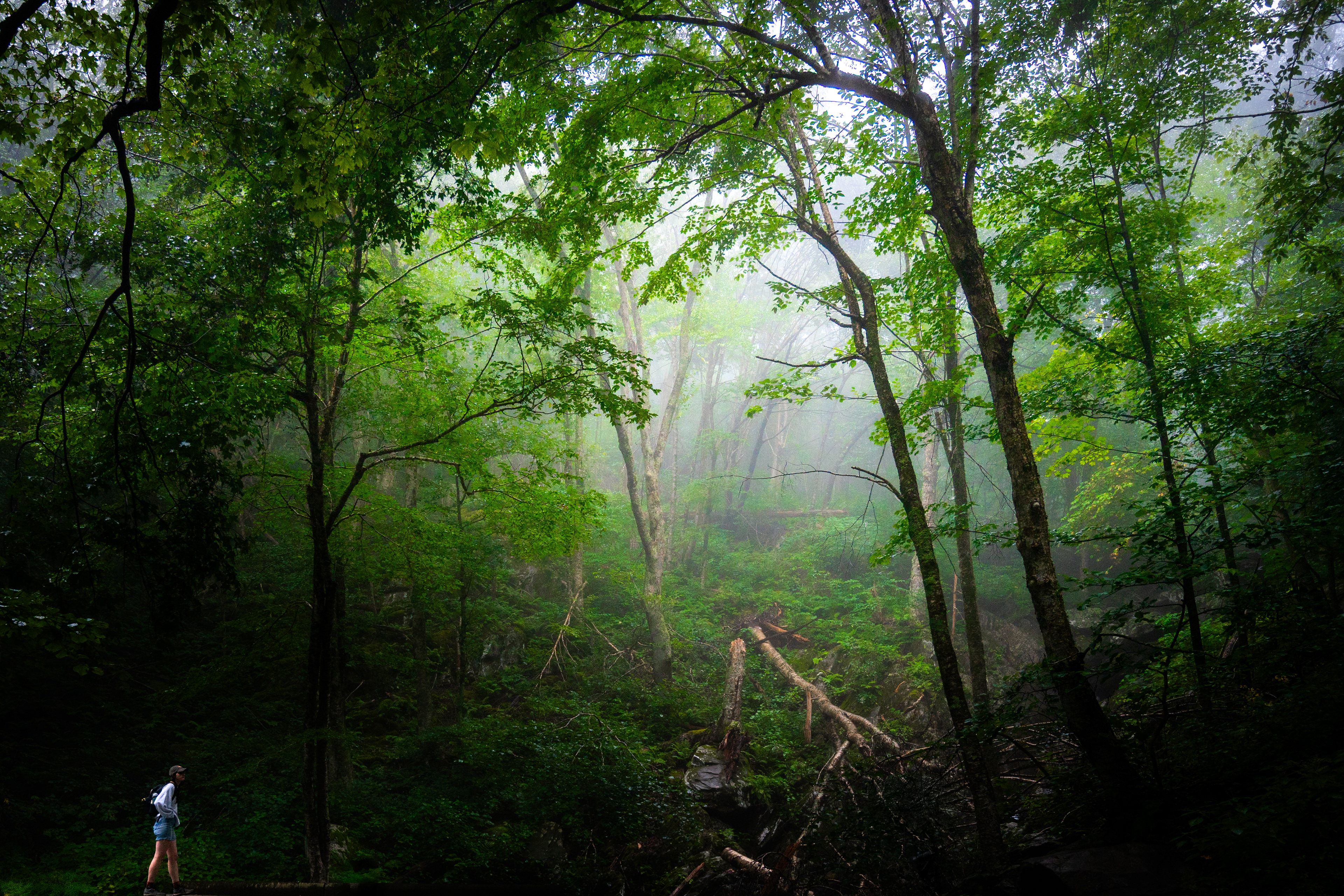 Dark Hollow Falls | Shenandoah National Park, VA