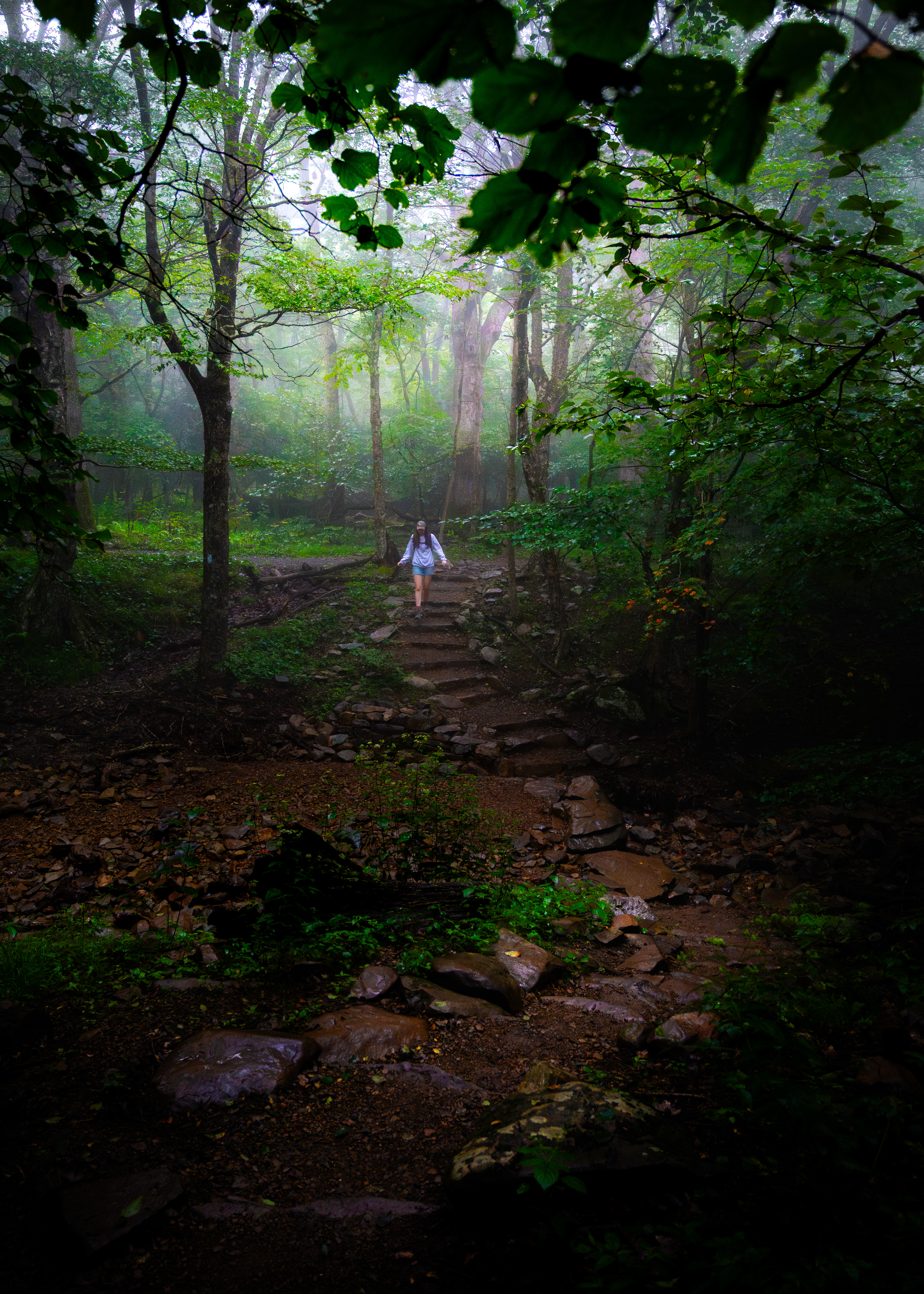 Story of the Forest Trail | Shenandoah National Park, VA