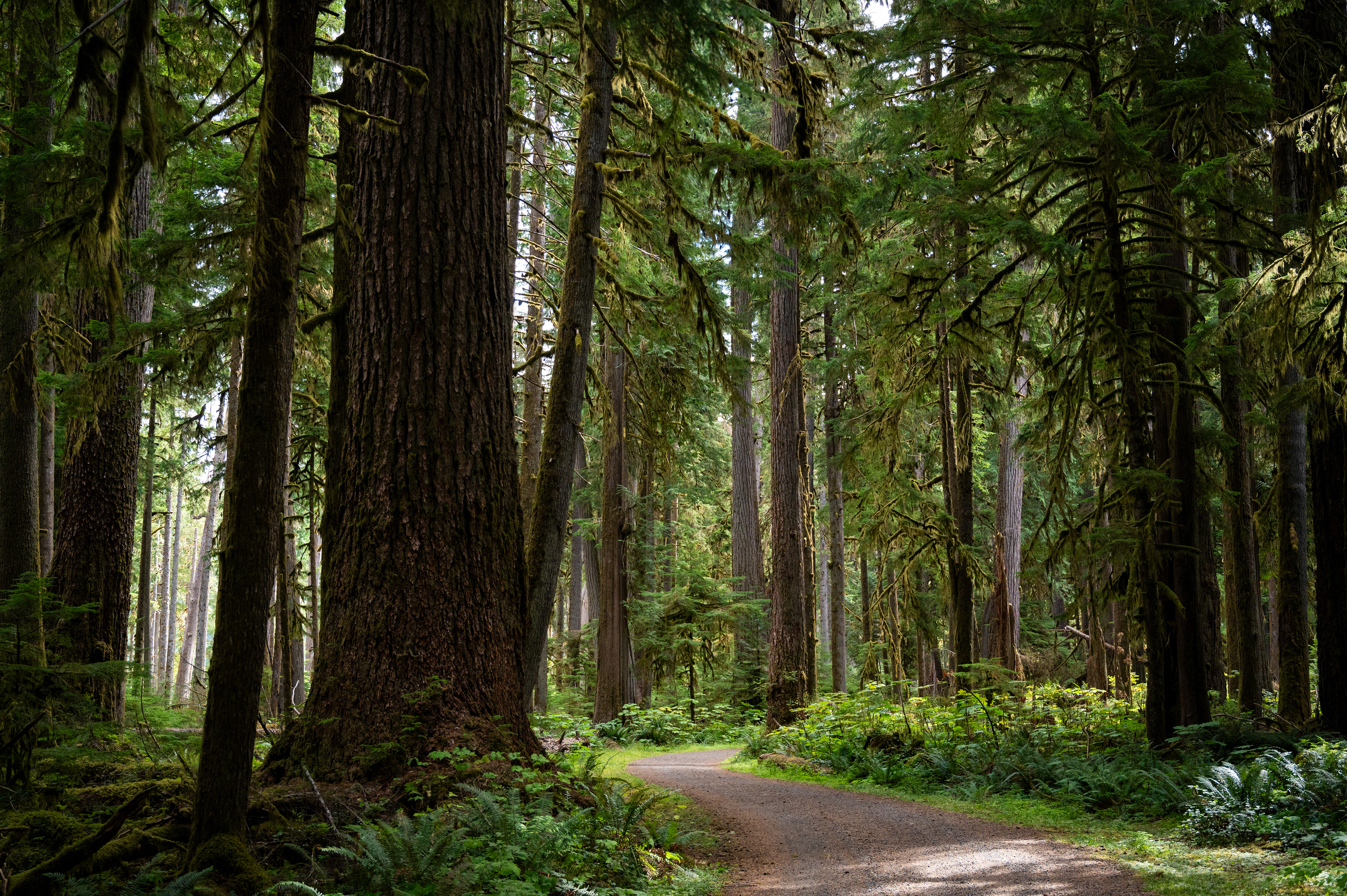 Carbon River Trail | Mount Rainier National Park, WA