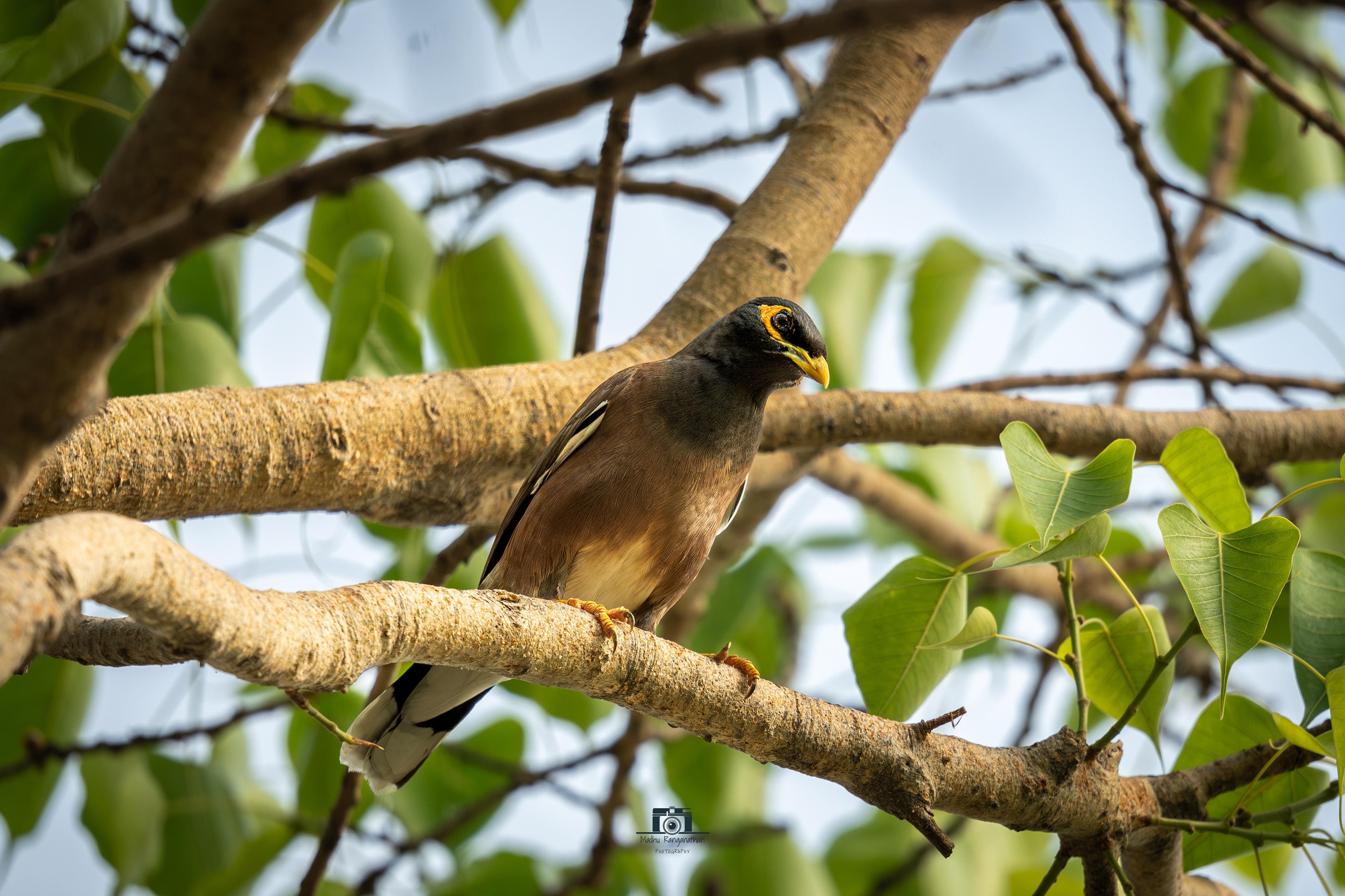 Common Myna