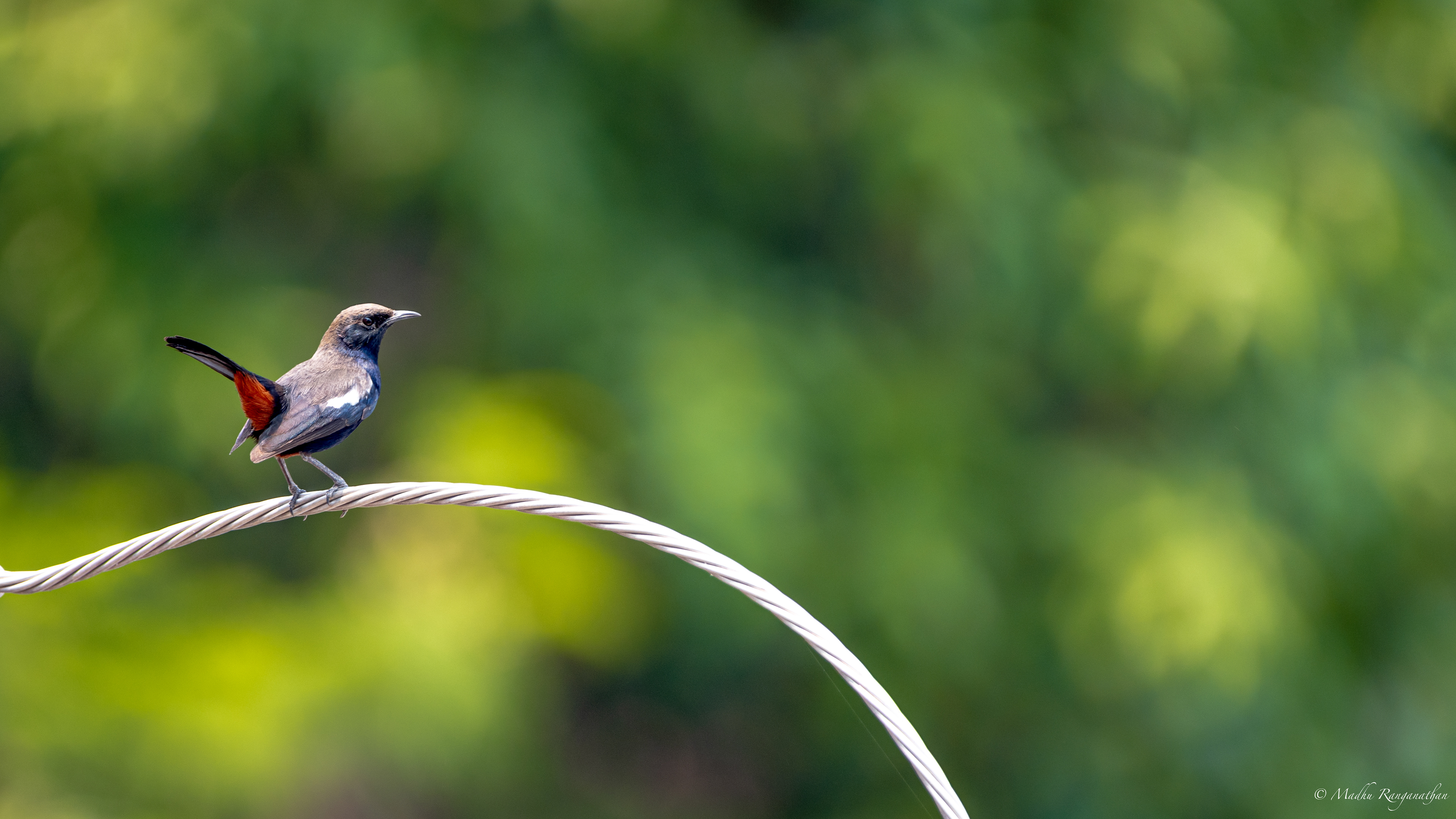 Indian Robin, Hyderabad, India