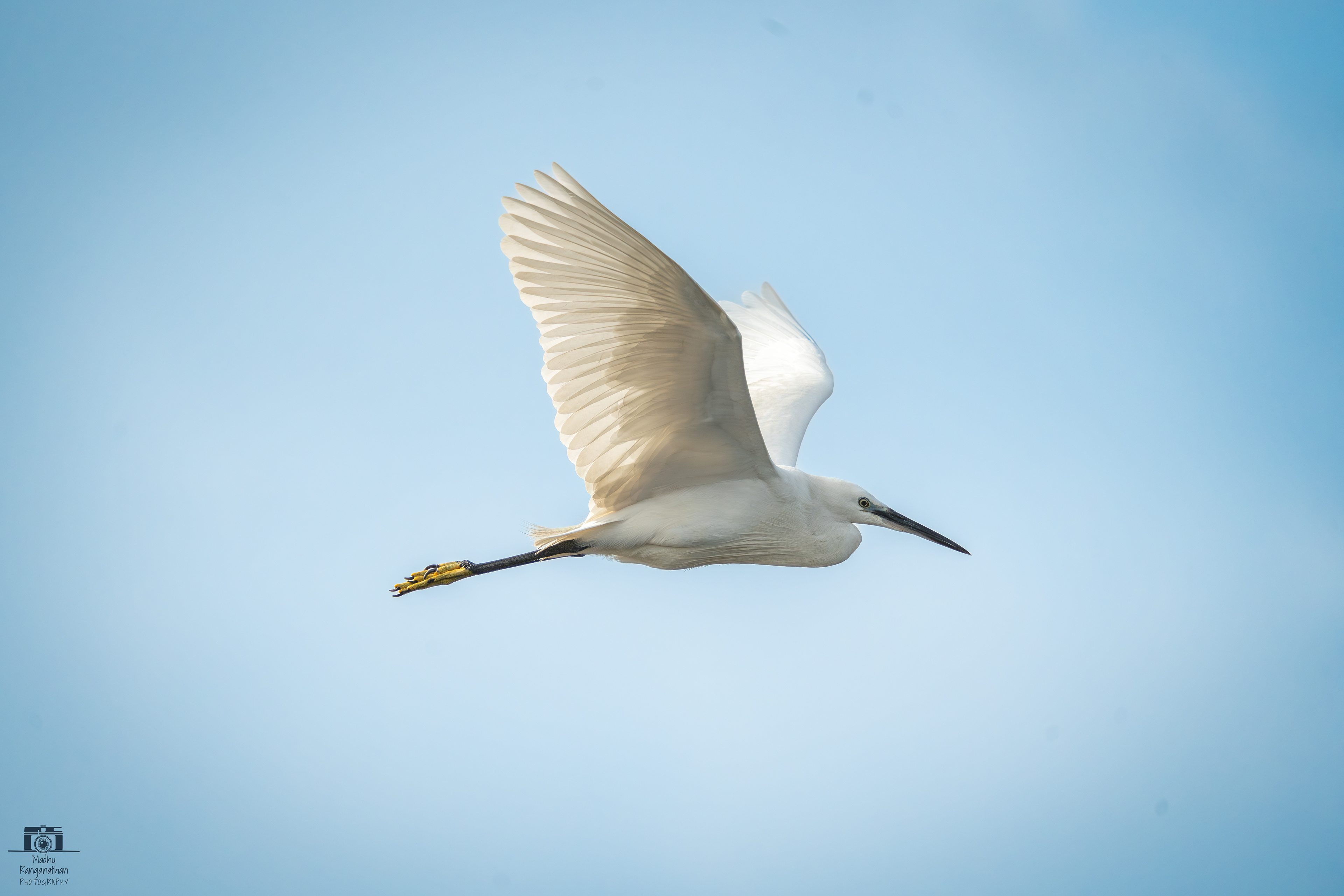 Egret