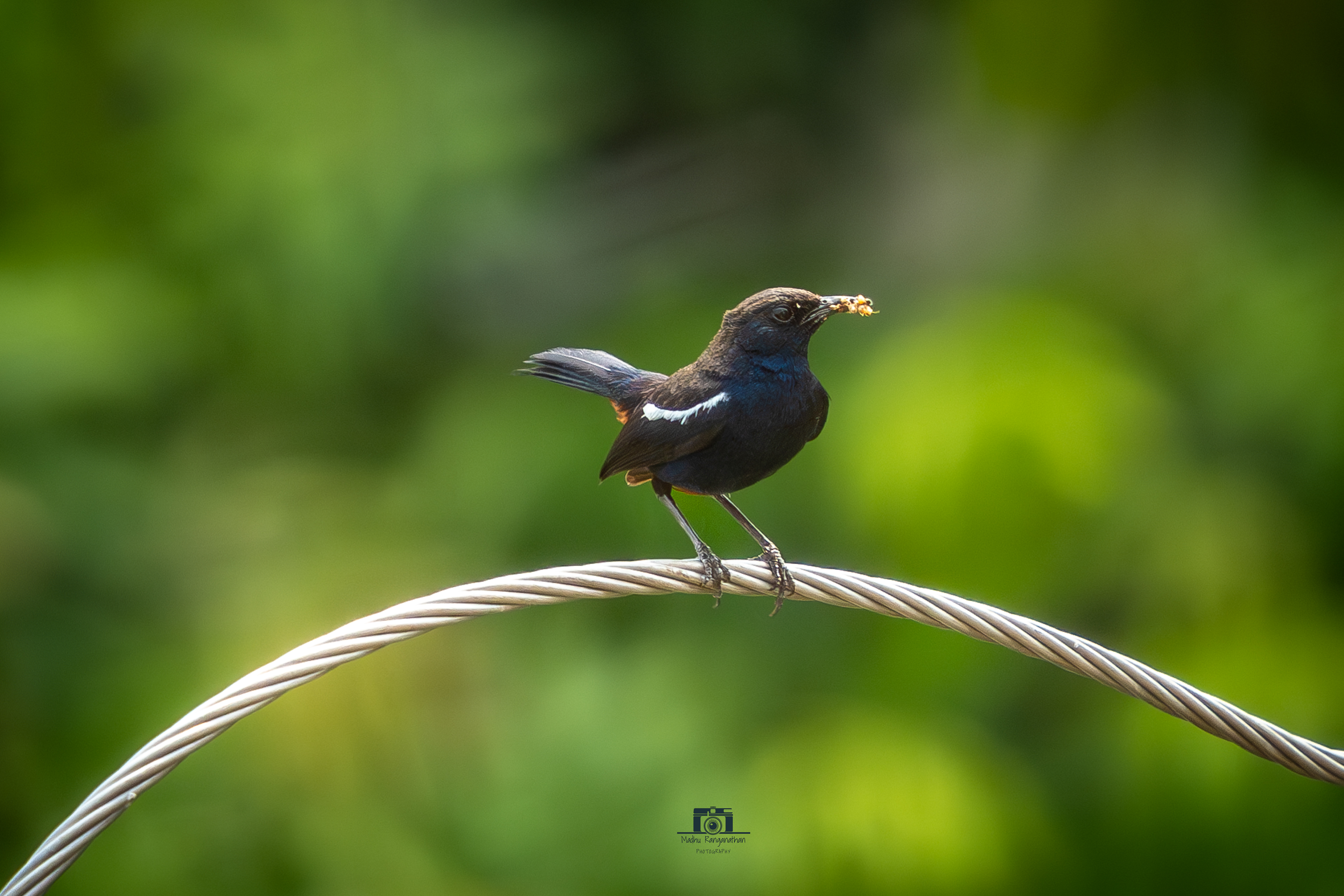 Male Indian Robin