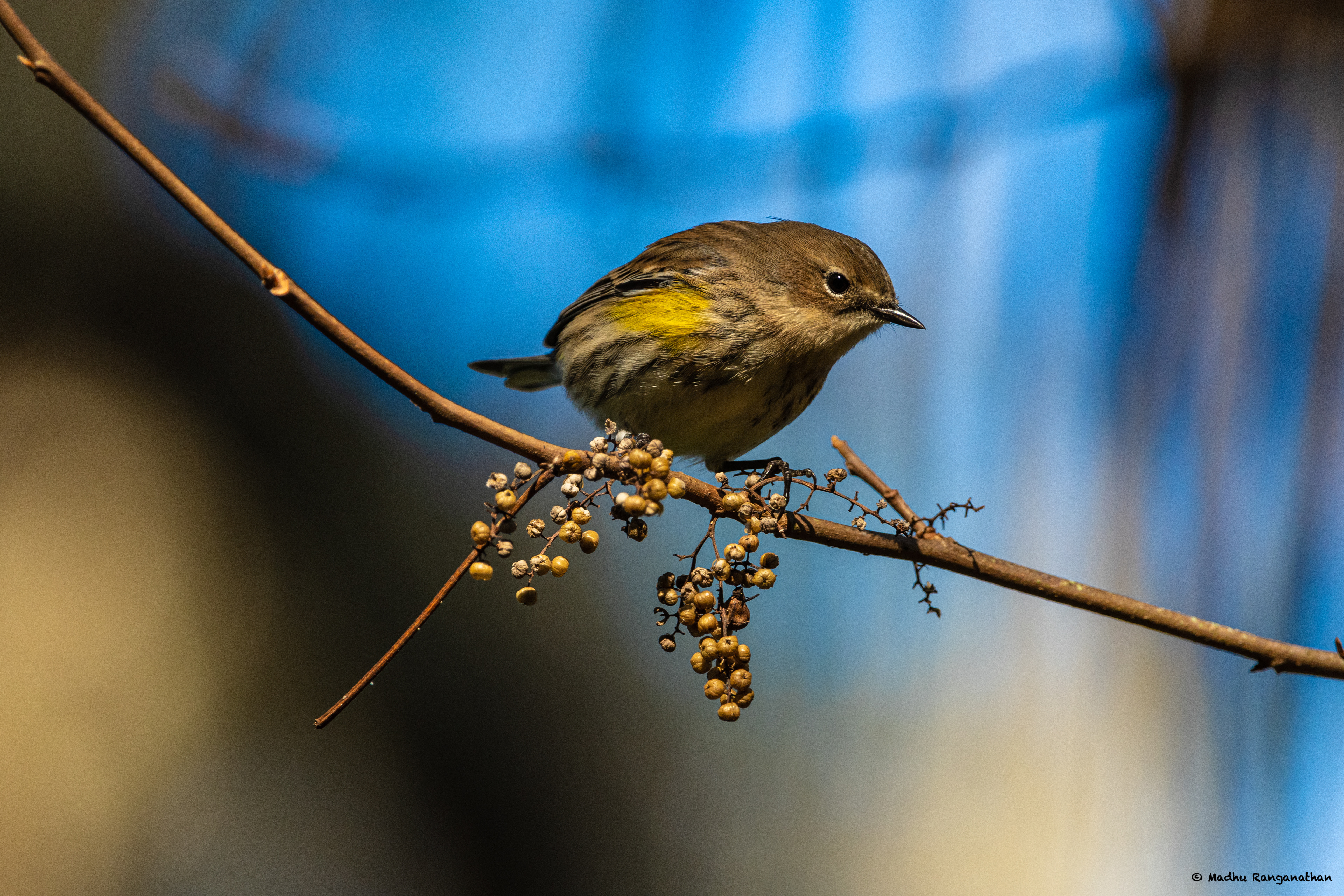 Cape May Warbler , Florida , US