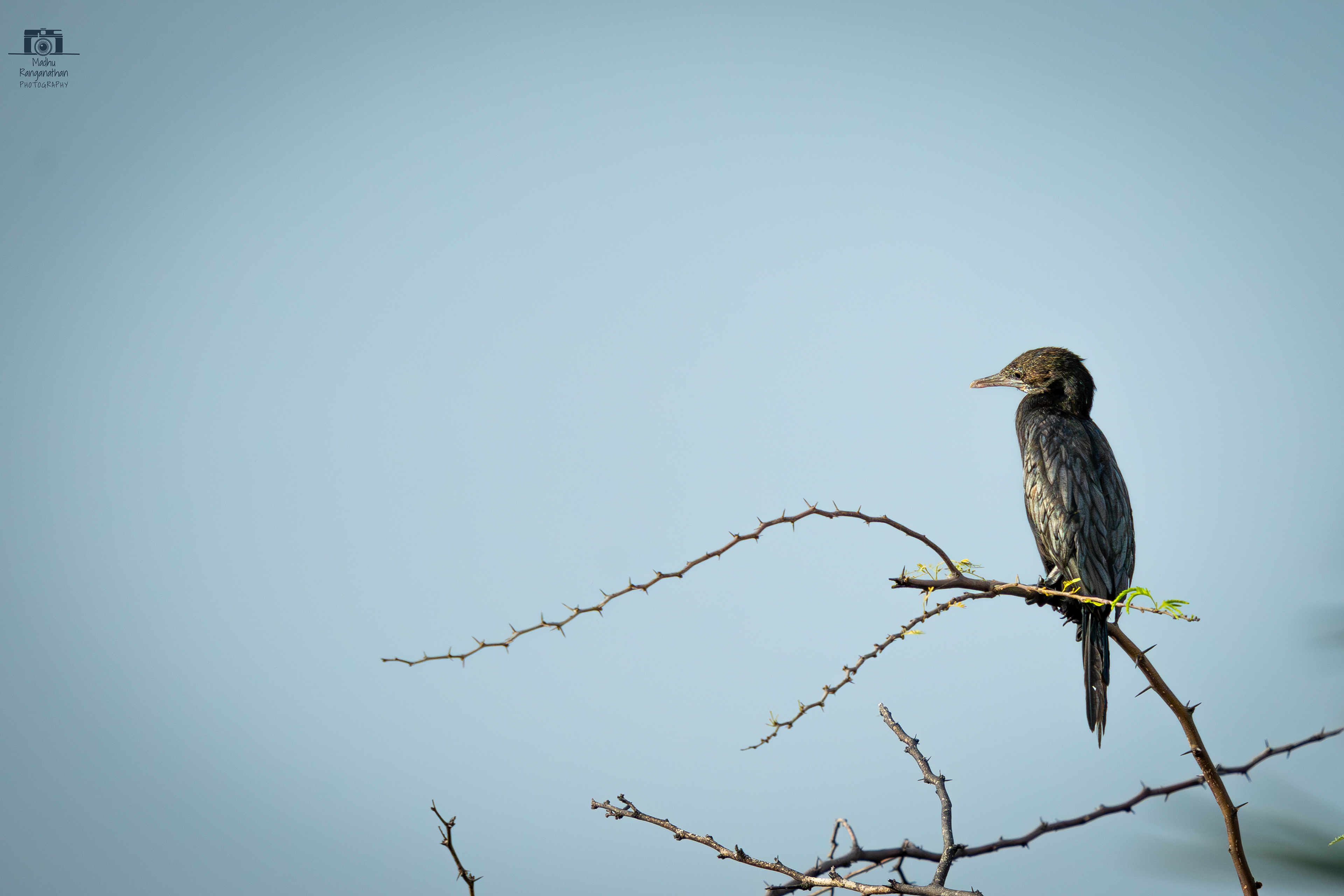 Cormorant