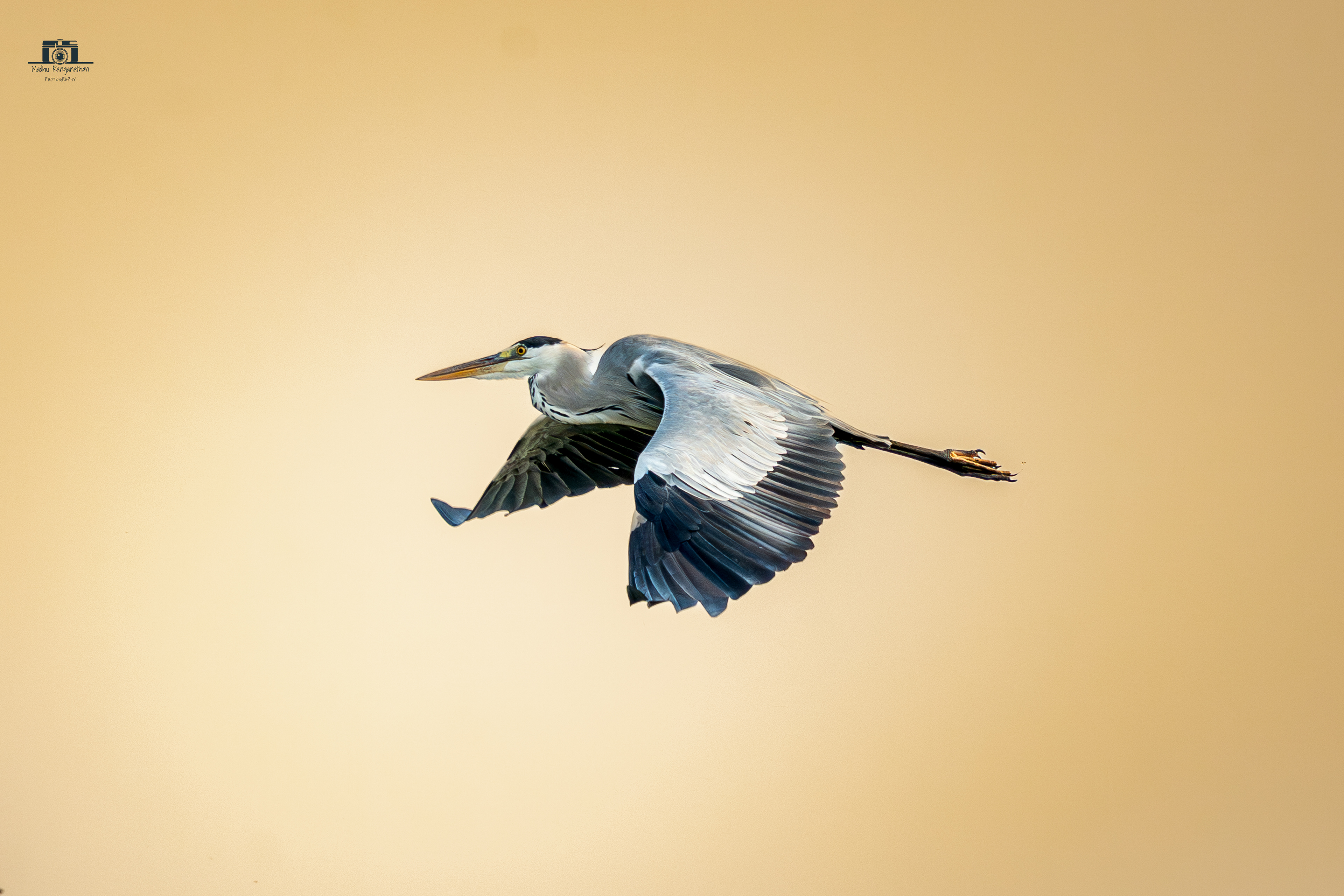 Grey Heron