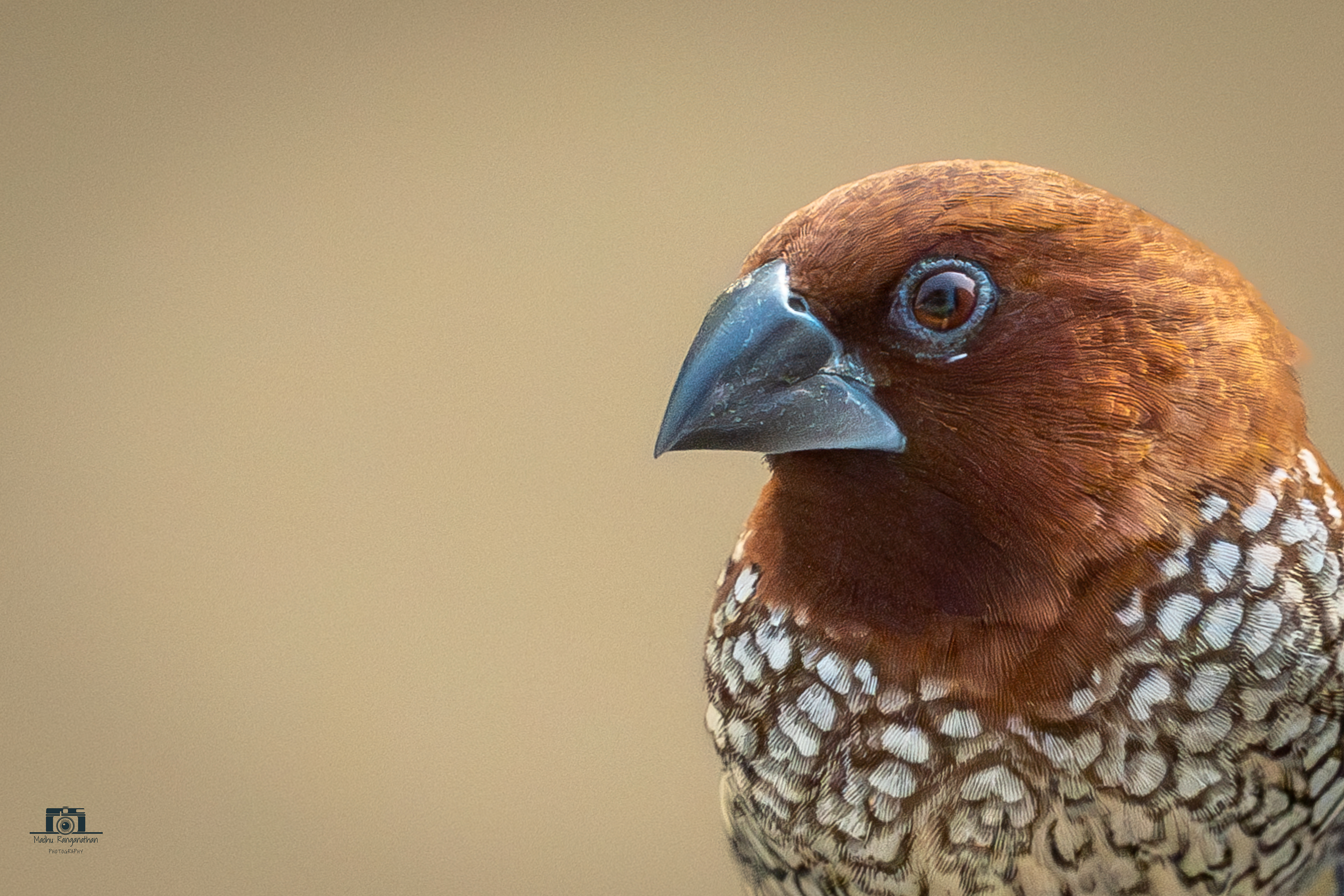 Munia