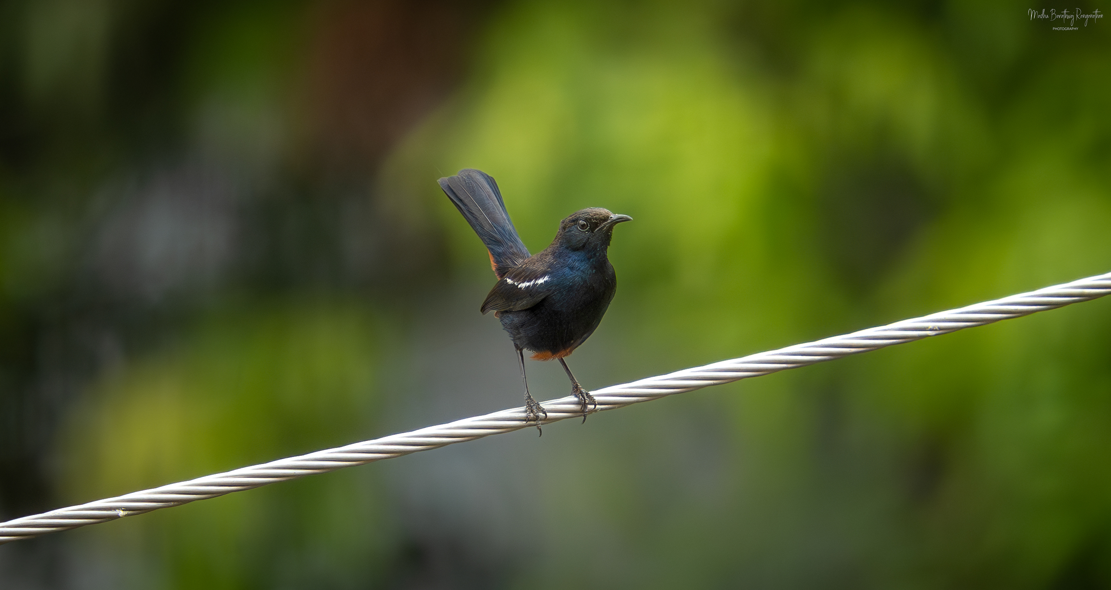 Male Indian Robin