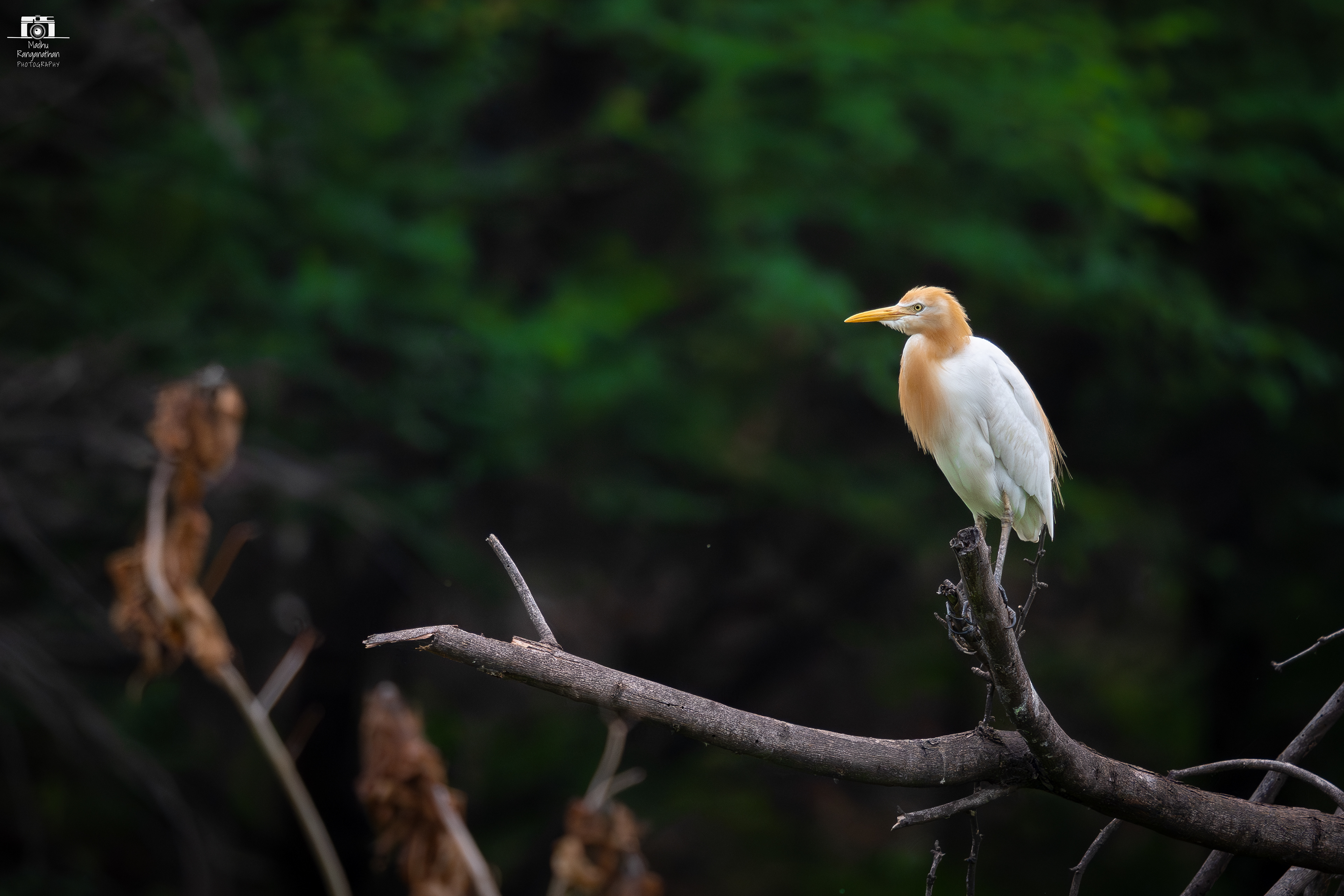 Cattle Egret