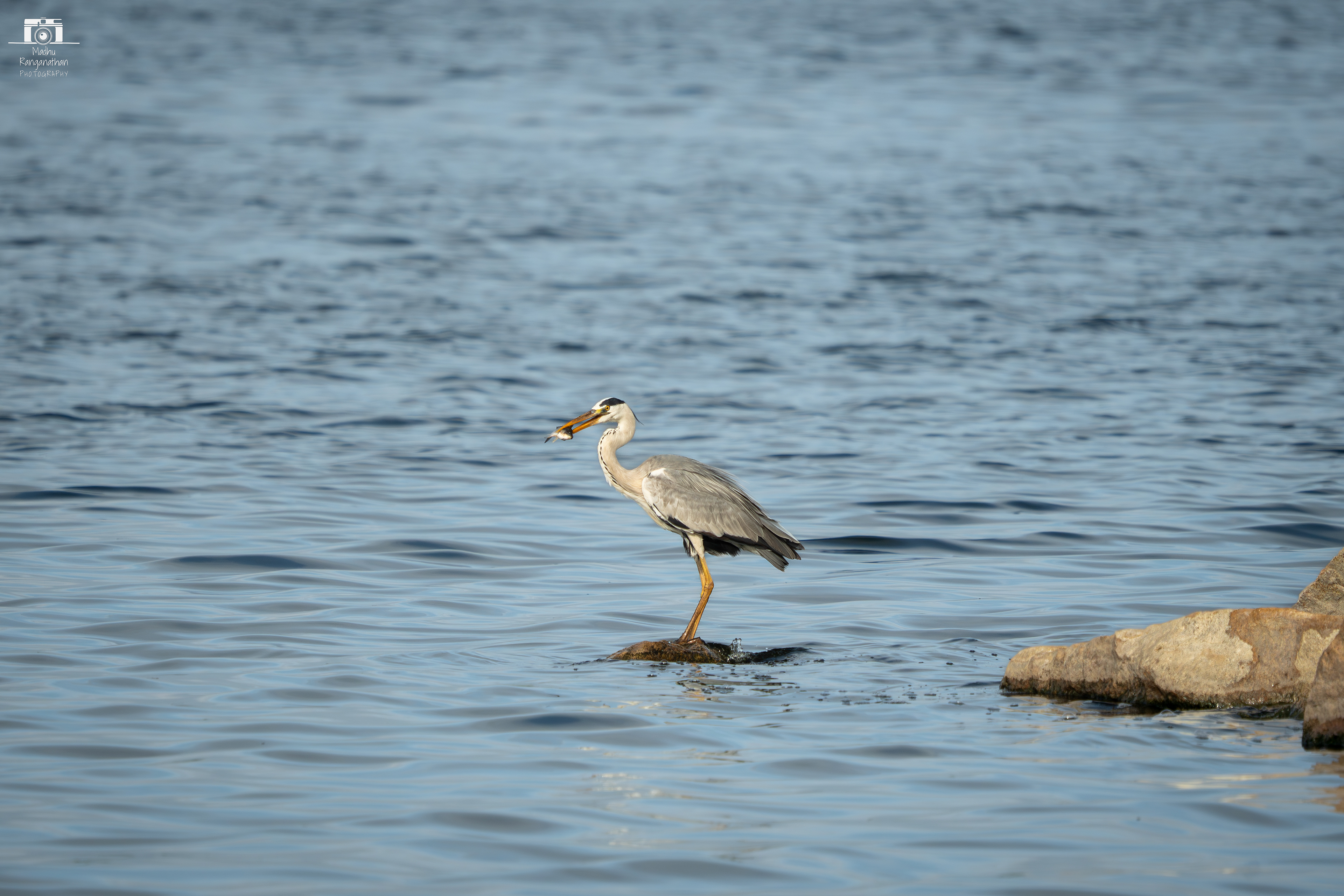Heron with Fish