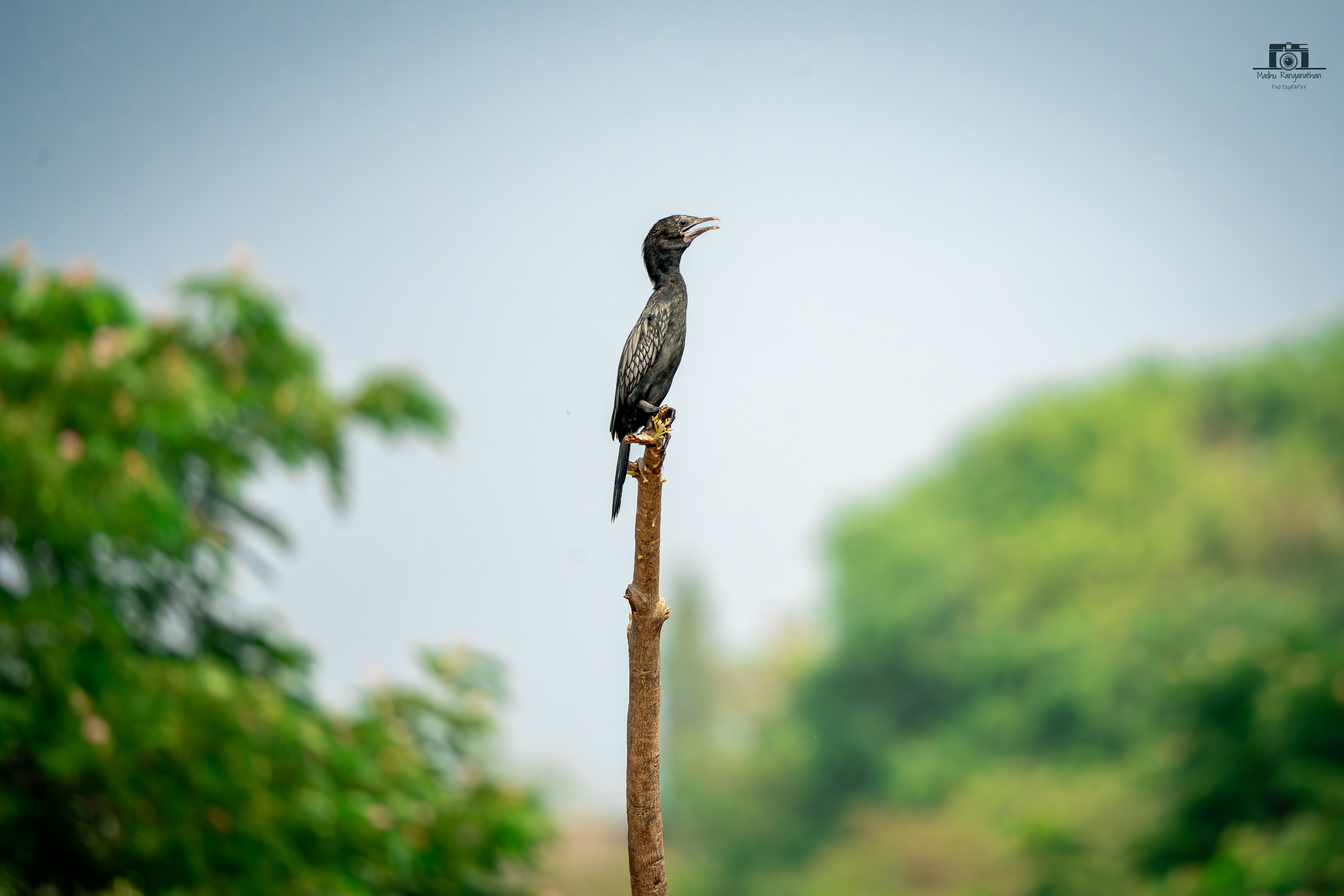 Little Cormorant