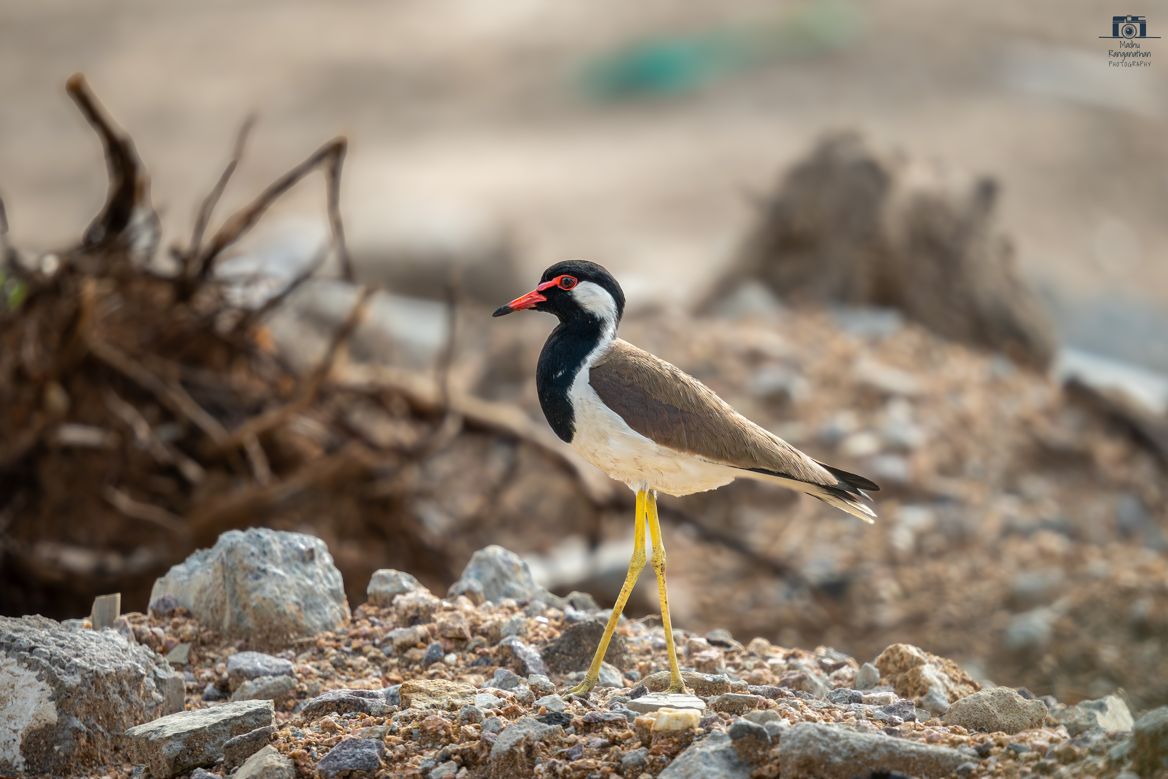 Lapwing