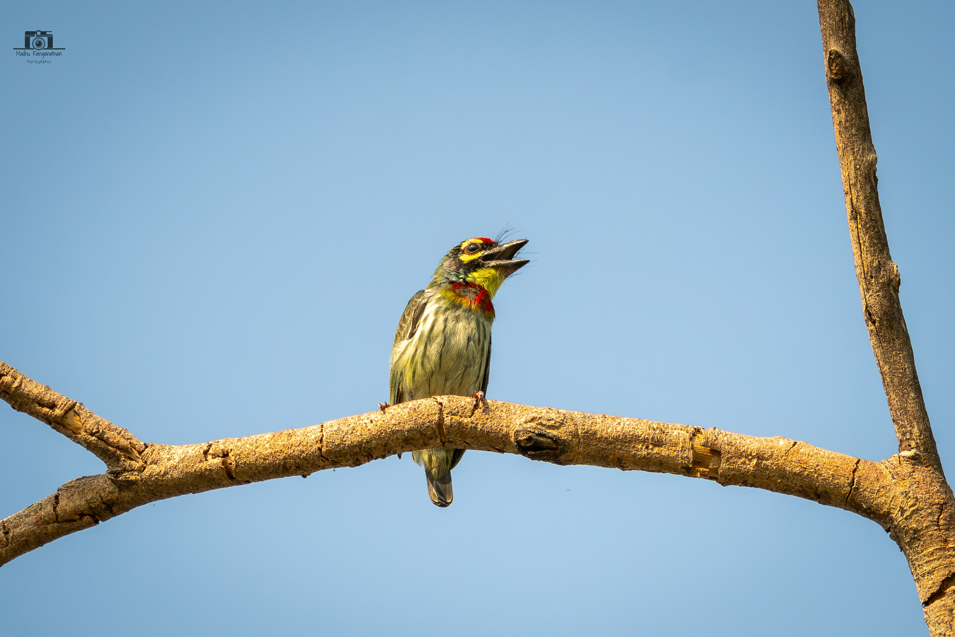 coppersmith barbet