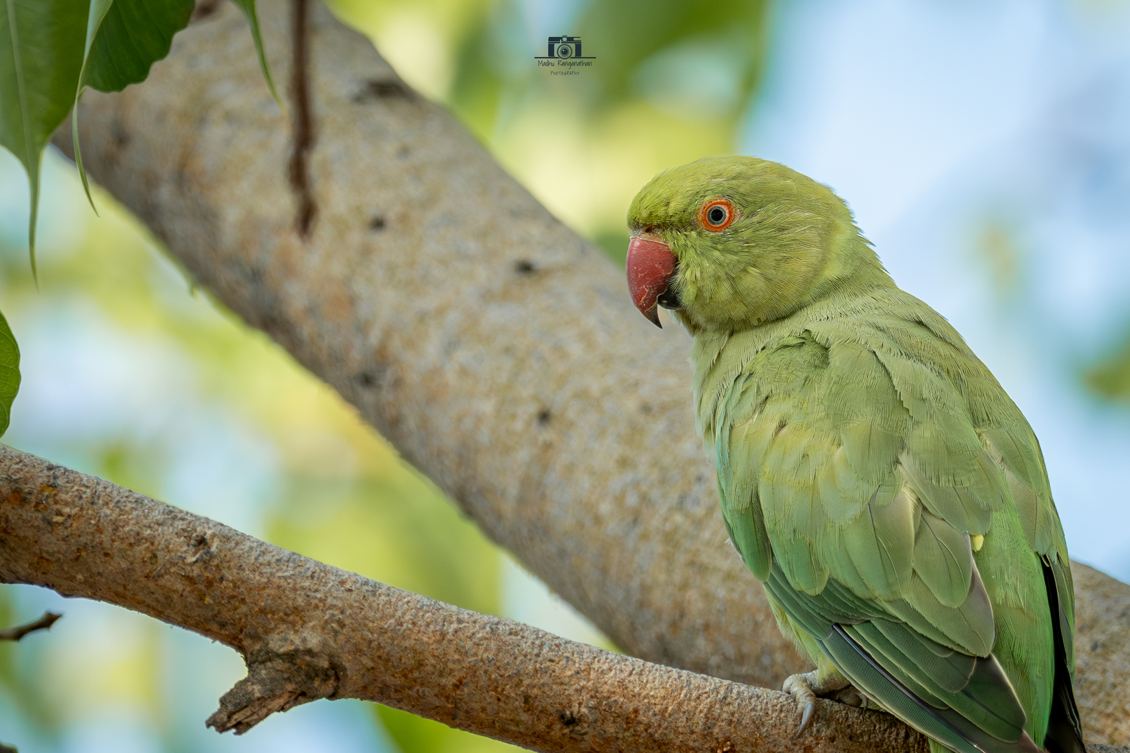 Rose Ringed Parakeet