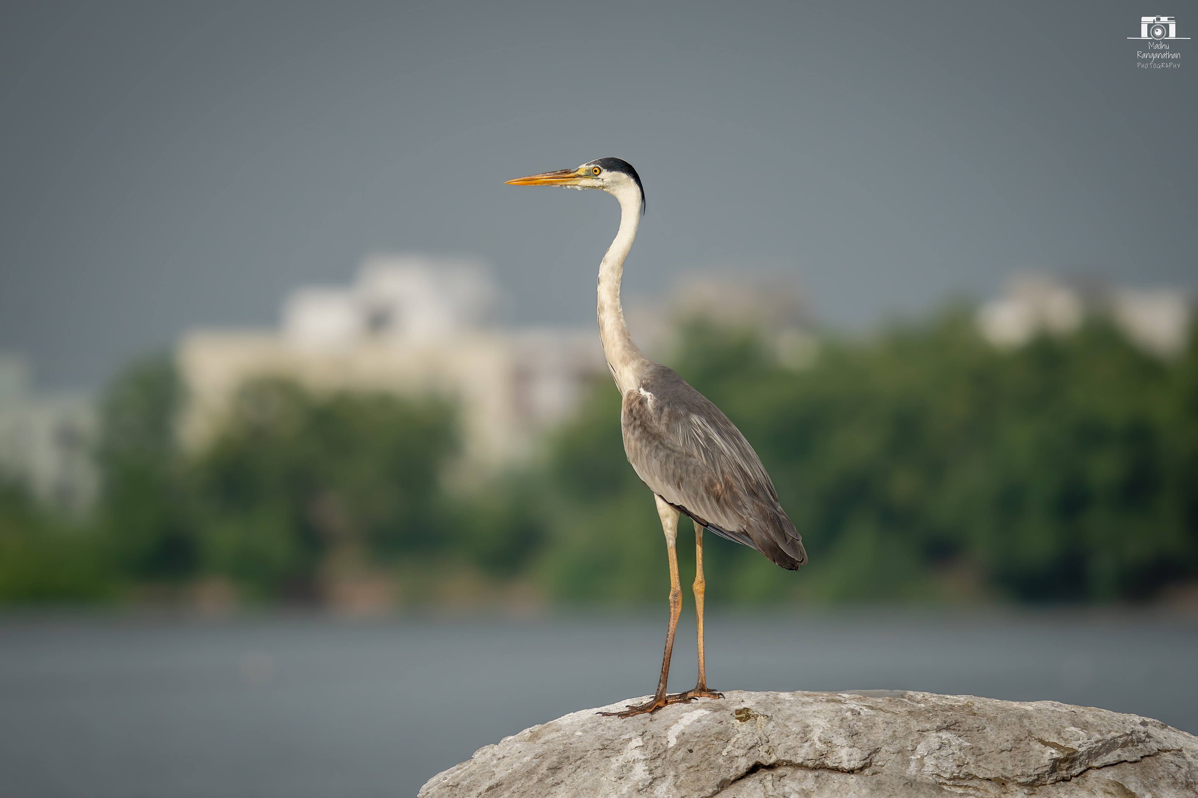 Purple Heron