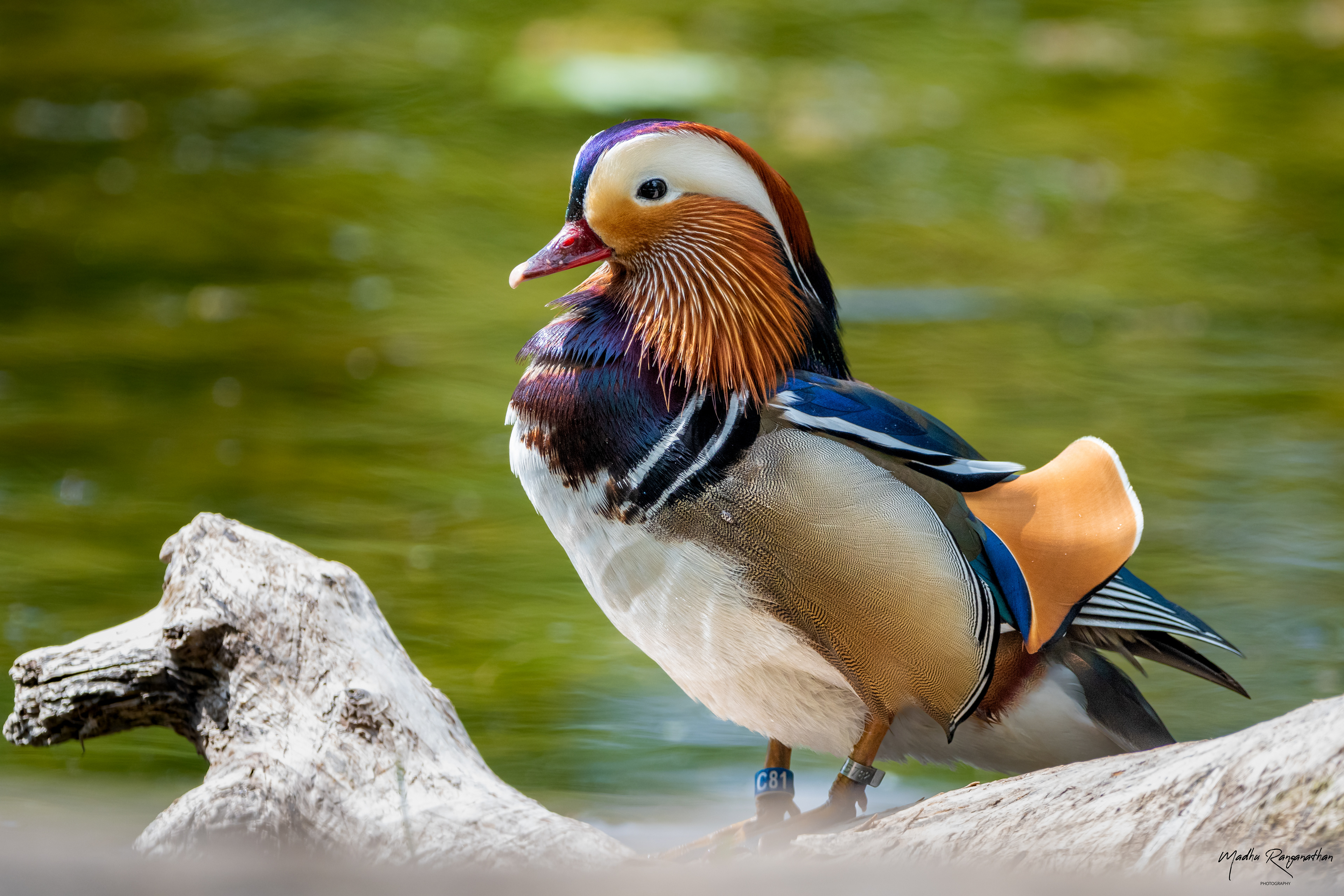Mandarin Duck, Warsaw, Poland(EU)