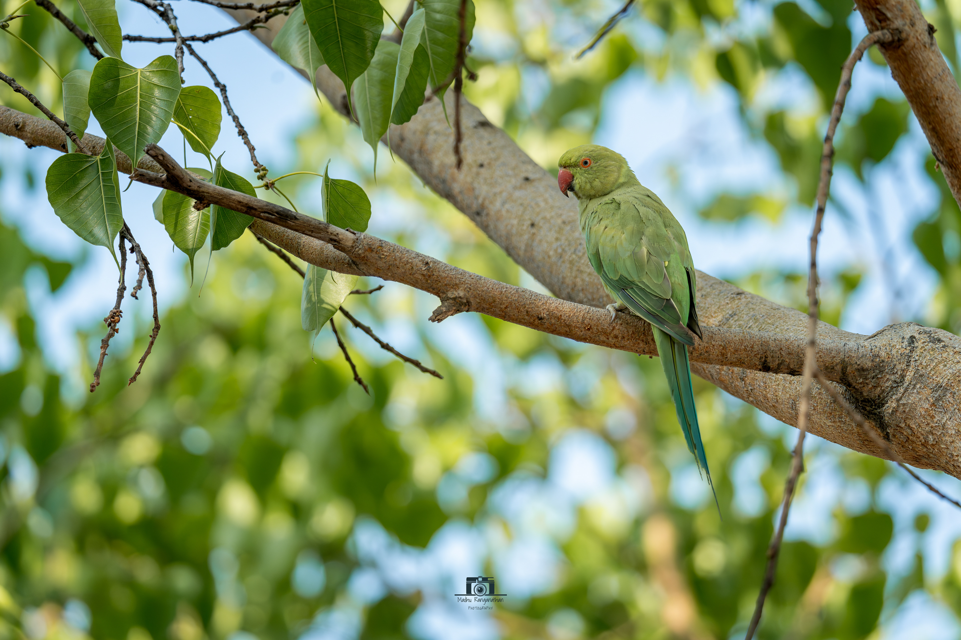 Rose Ringed Parakeet