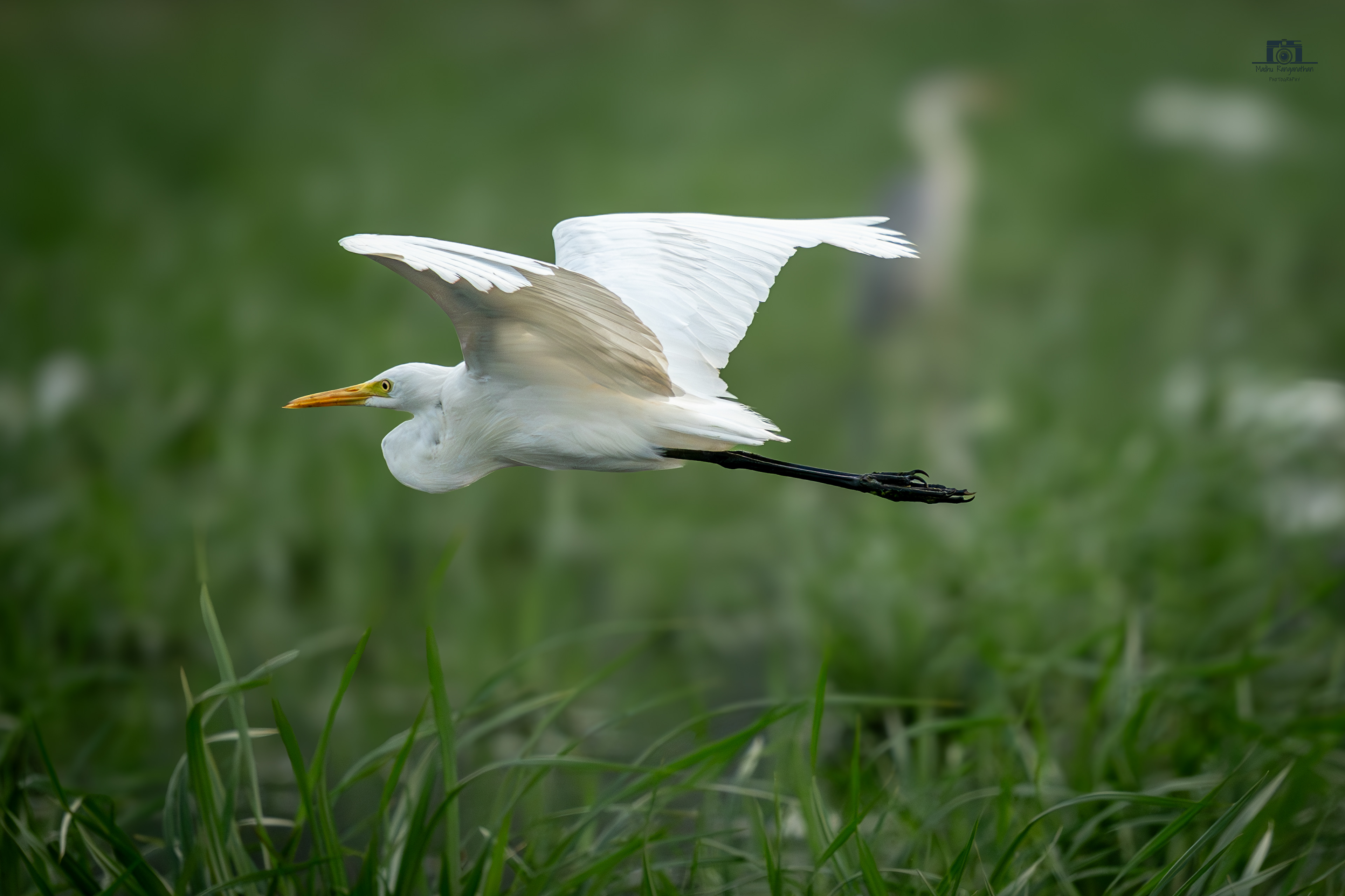 Egret