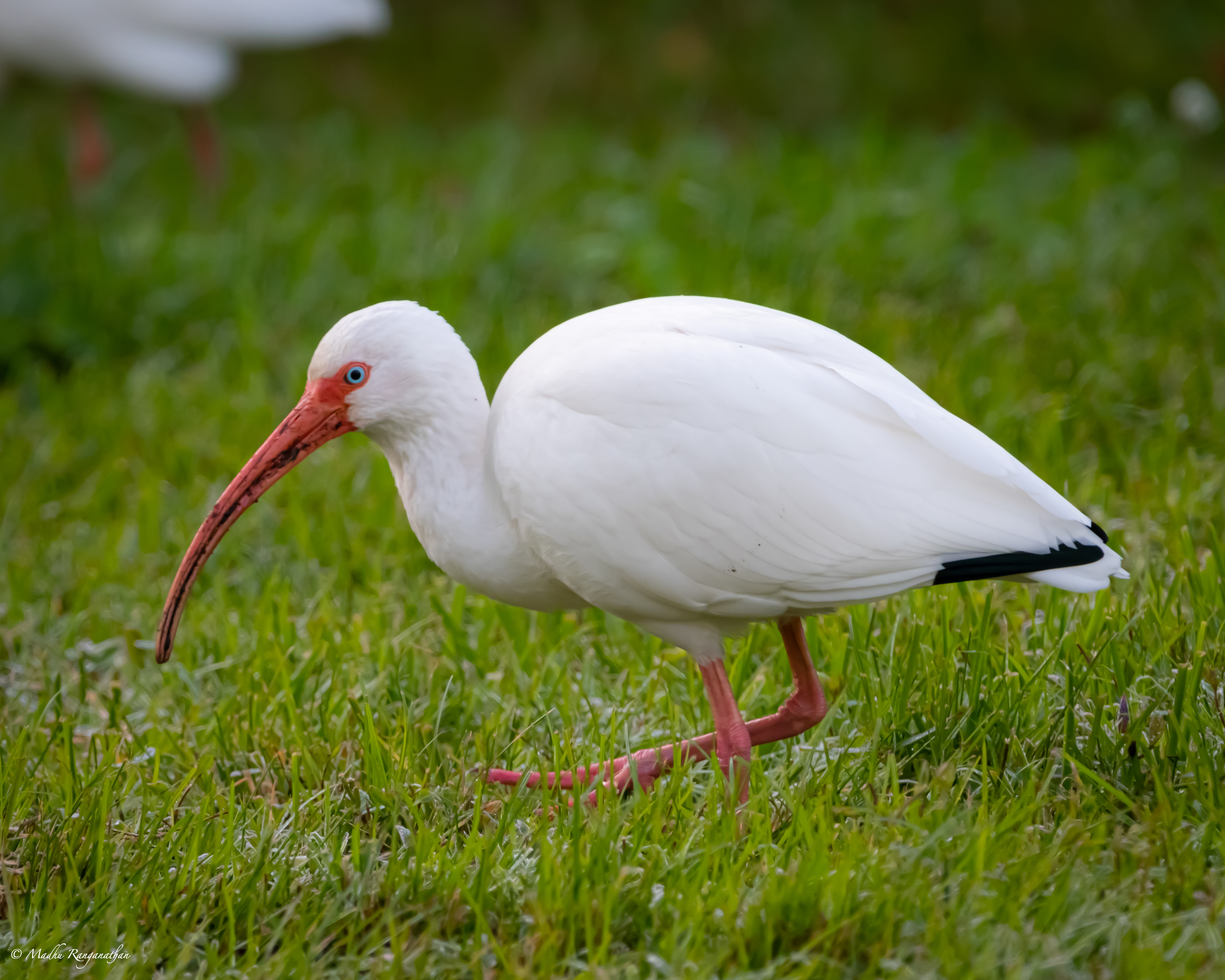 White IBIS, Florida, US