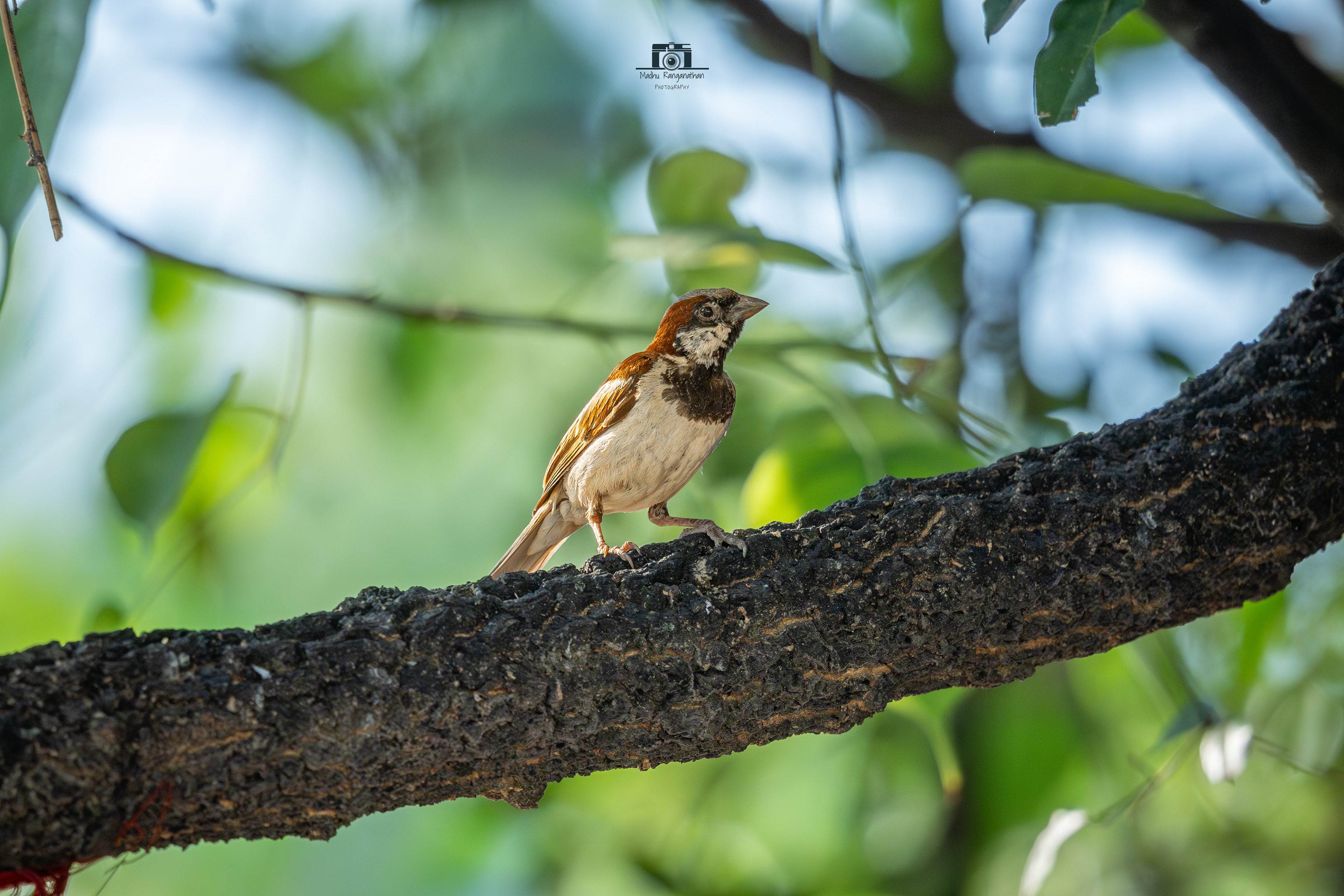 House Sparrow