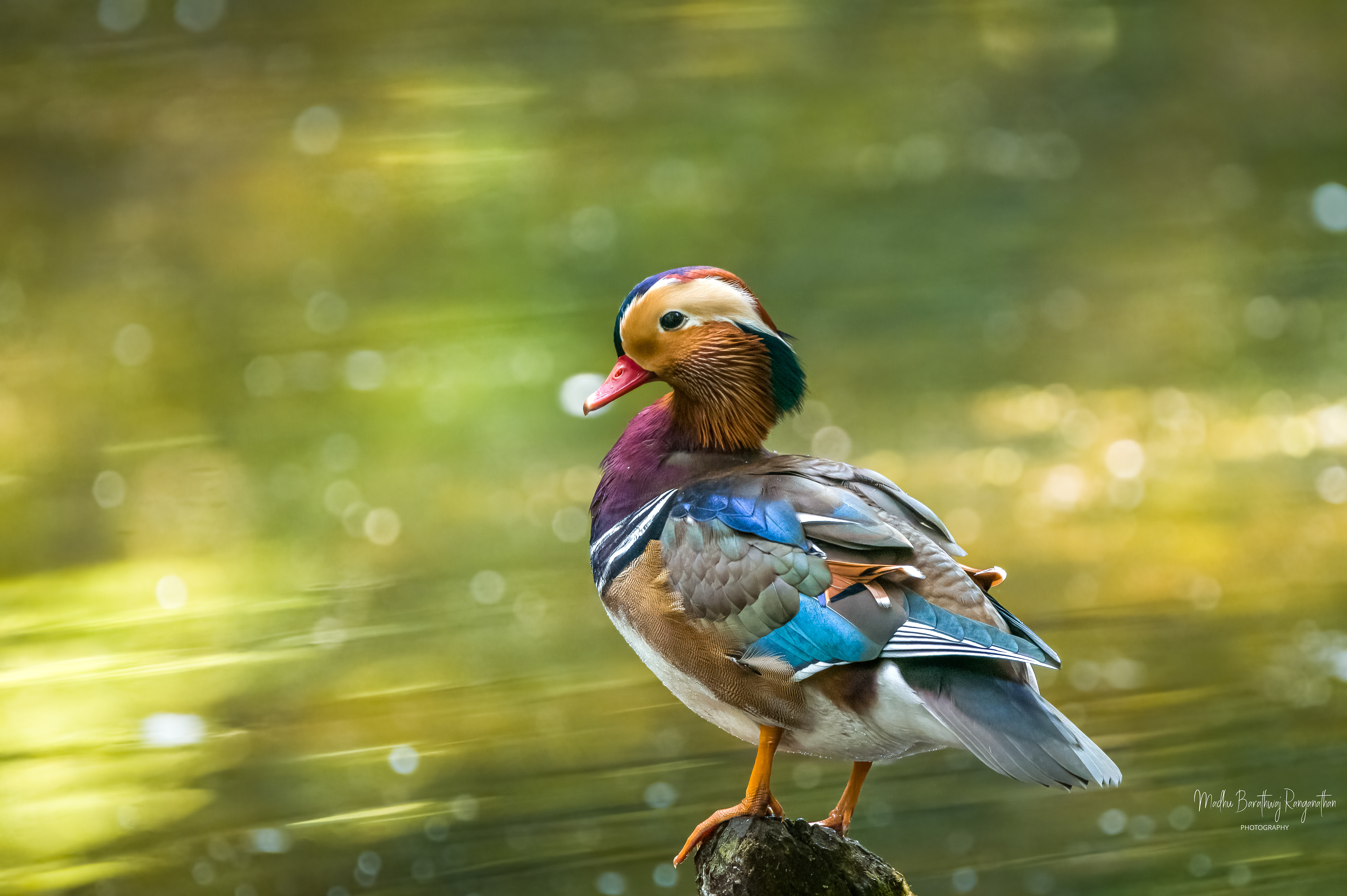 Mandarin Duck, Warsaw, Poland