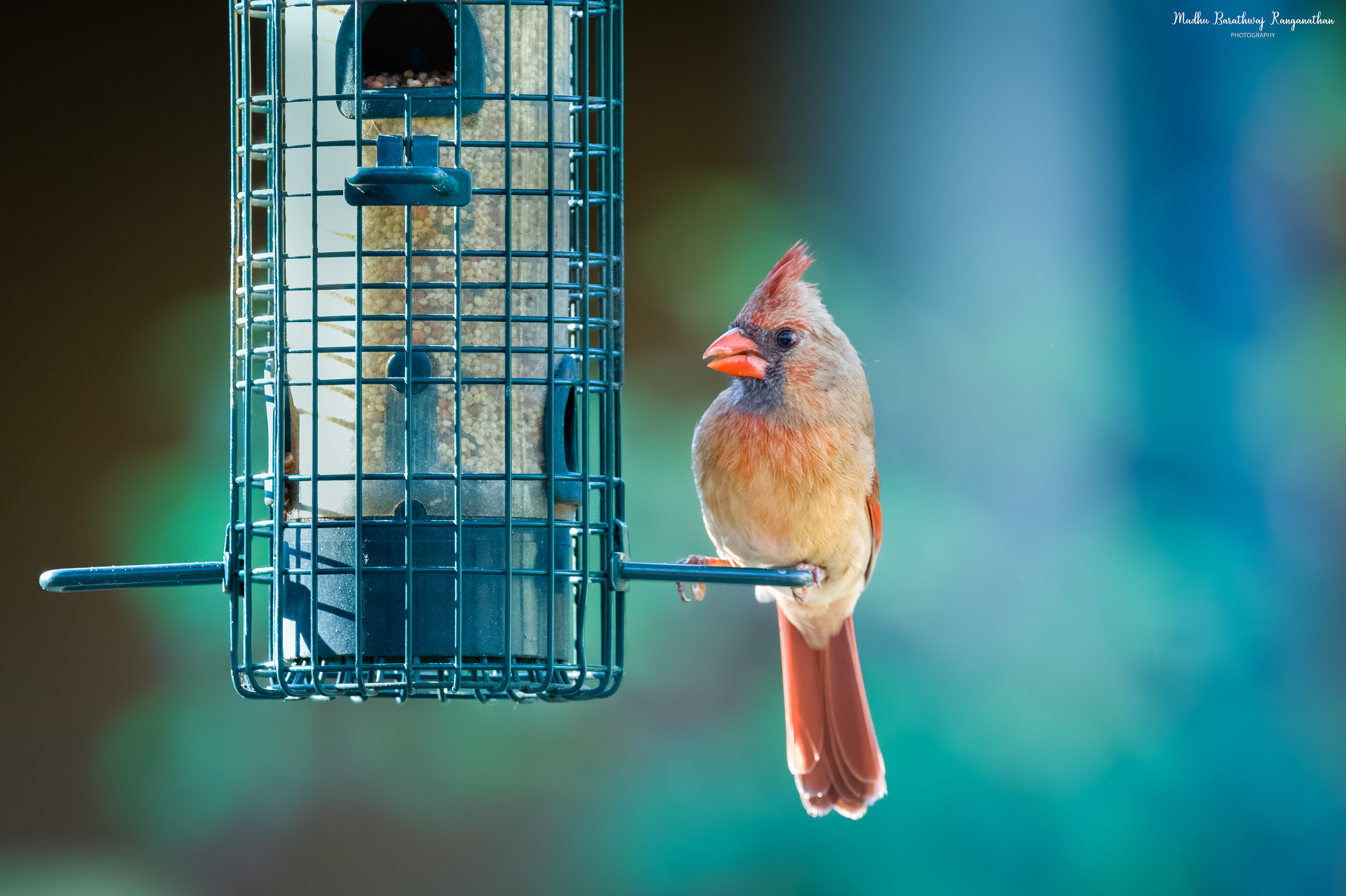 Northern Cardinal, Florida , US